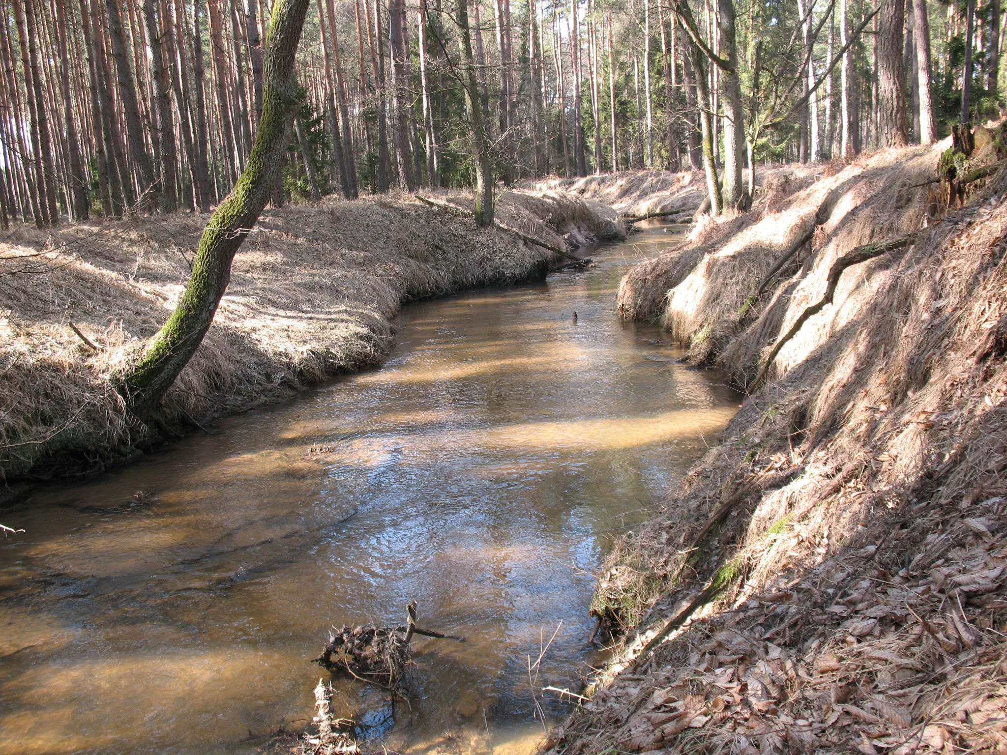 Photo showing: rzeka Bizniczka, odcinek leśny w okolicach Kolonowskiego
