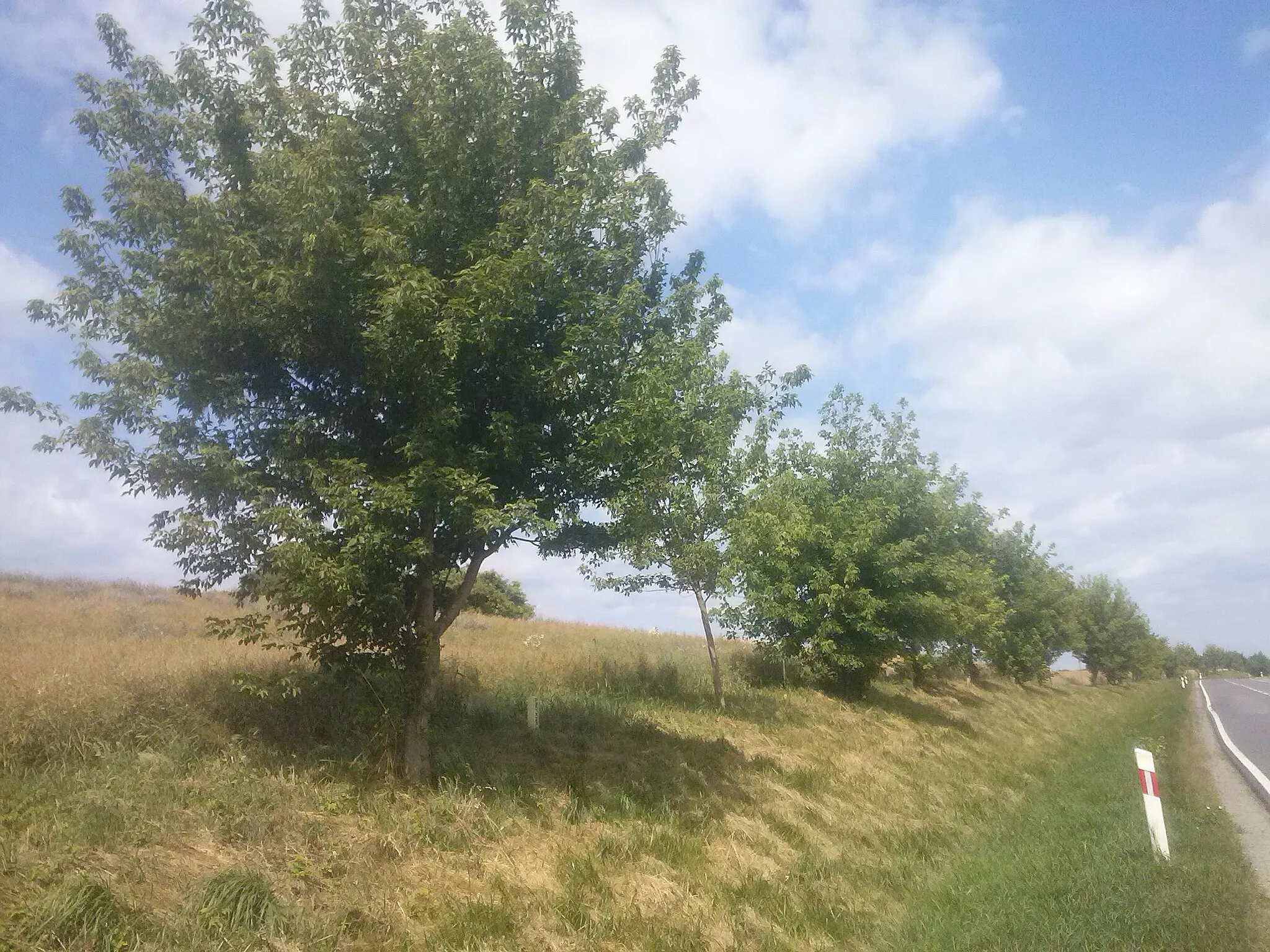 Photo showing: Kilkudziesięciu-metrowa jednostronna aleja Kłokoczkowa przy drodze krajowej nr 77, z Dębna do Wierzawic