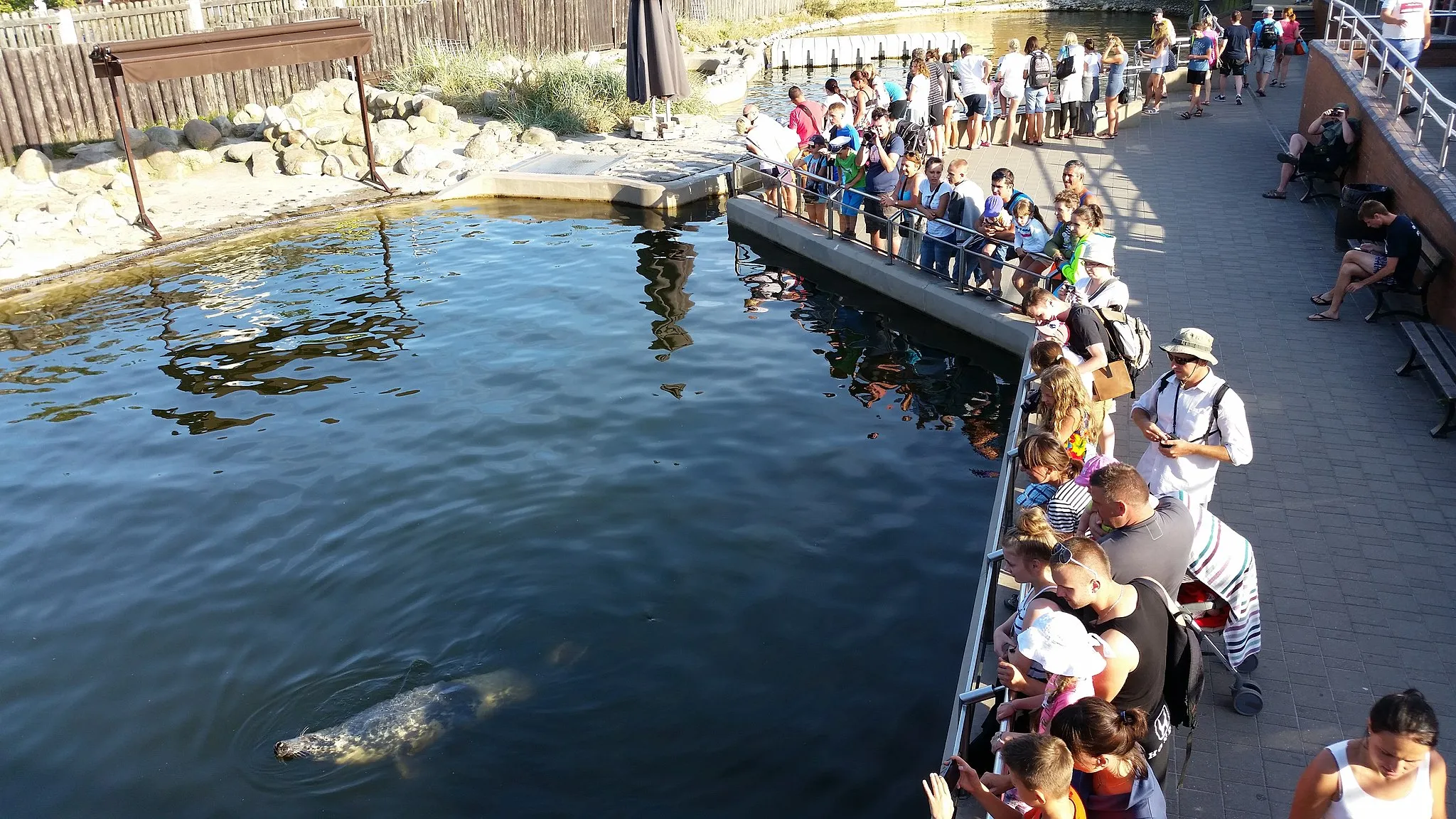 Photo showing: Widok z góry na fokarium w Helu