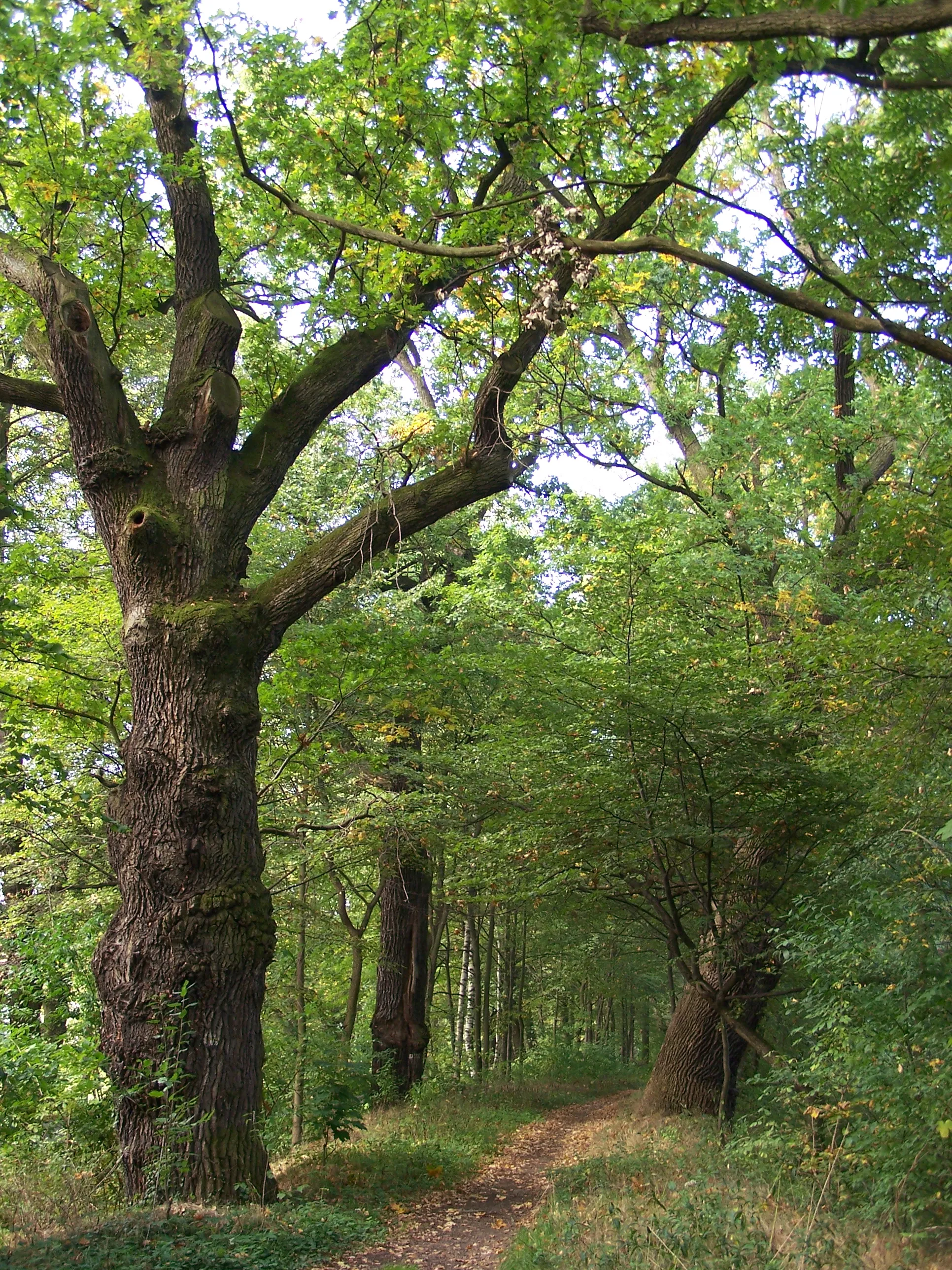 Photo showing: Old oaks path in Rudy (Poland).