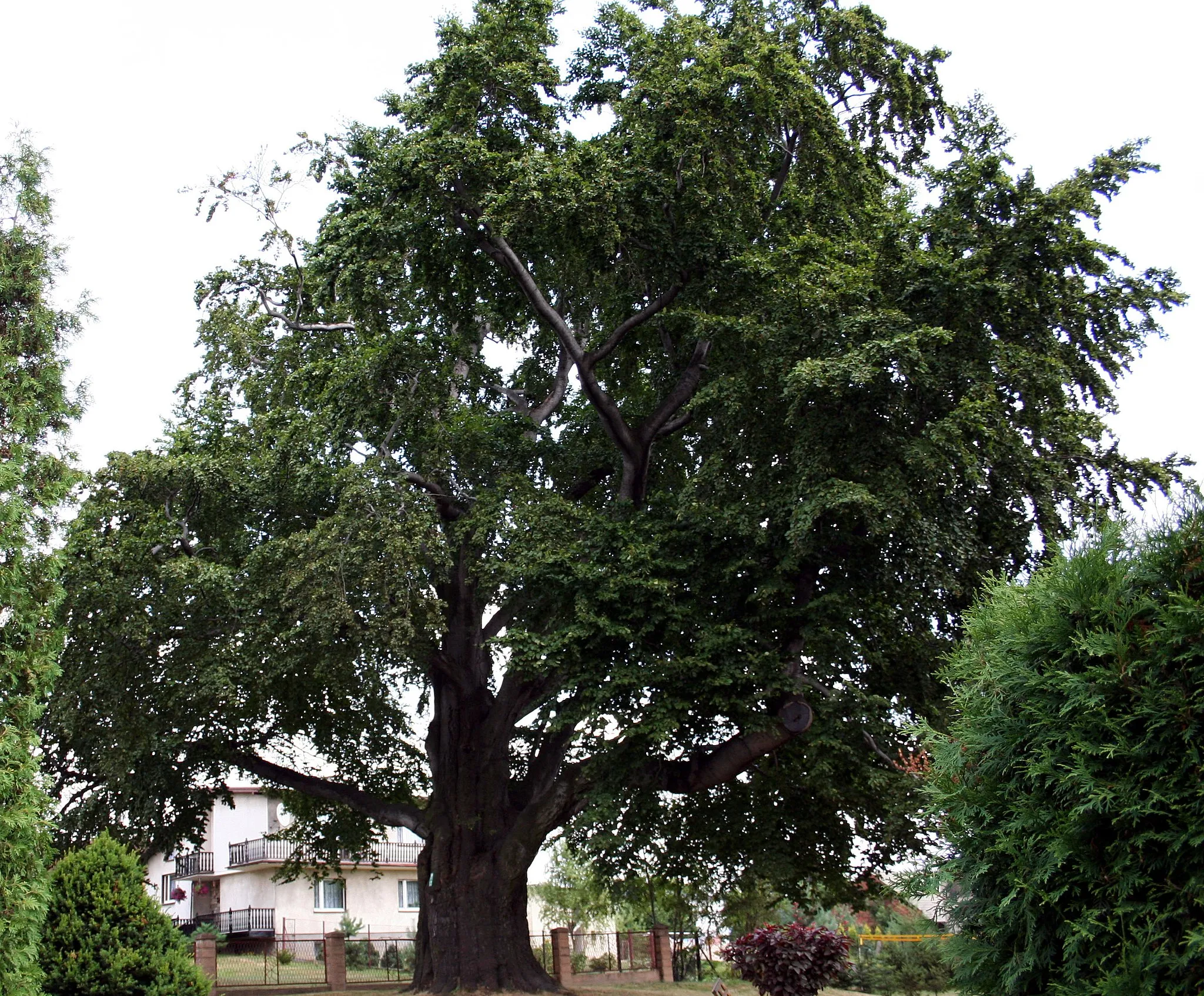 Zdjęcie: Świerklany Górne