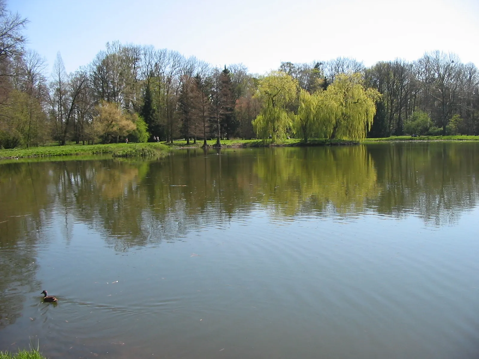 Photo showing: Staw w Arboretum w Kórniku.
Zdjęcie wykonane dnia 14 kwietnia 2007 w Arboretum w Kórniku.

Lake in Arboretum in Kórnik.
Photo was taken 14th April 2007 in Arboretum in Kórnik (Poland).

Autor: Piotrm00