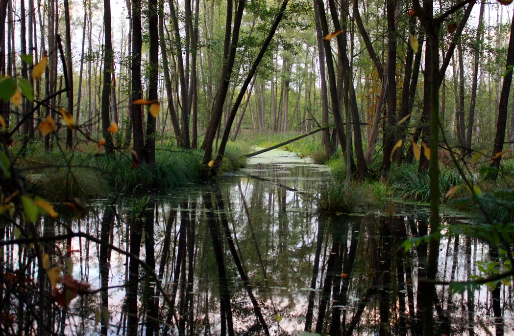 Photo showing: Park krajobrazowy Park Krajobrazowy Dolina Baryczy.