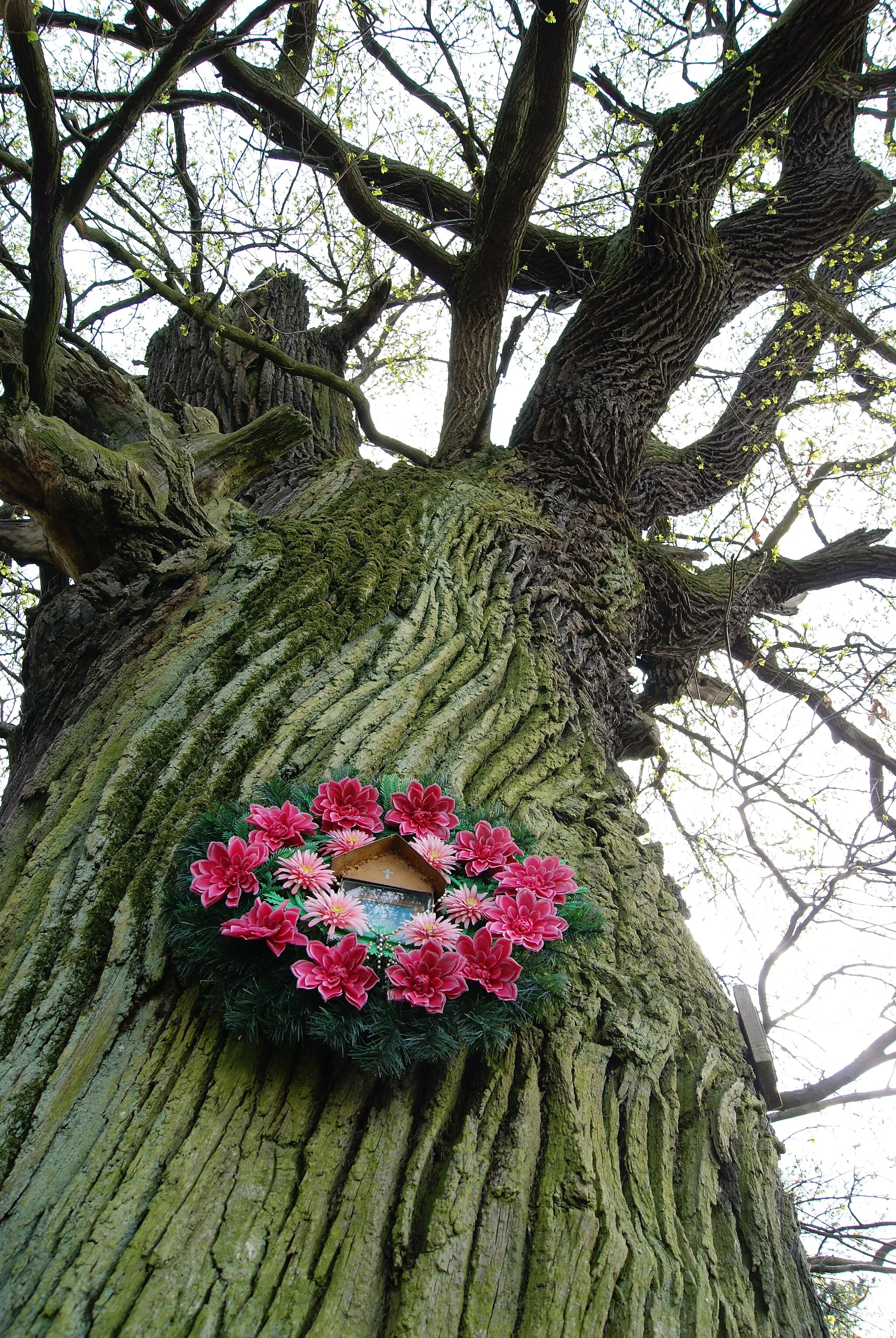 Photo showing: This photograph shows a natural monument of Poland registered under number