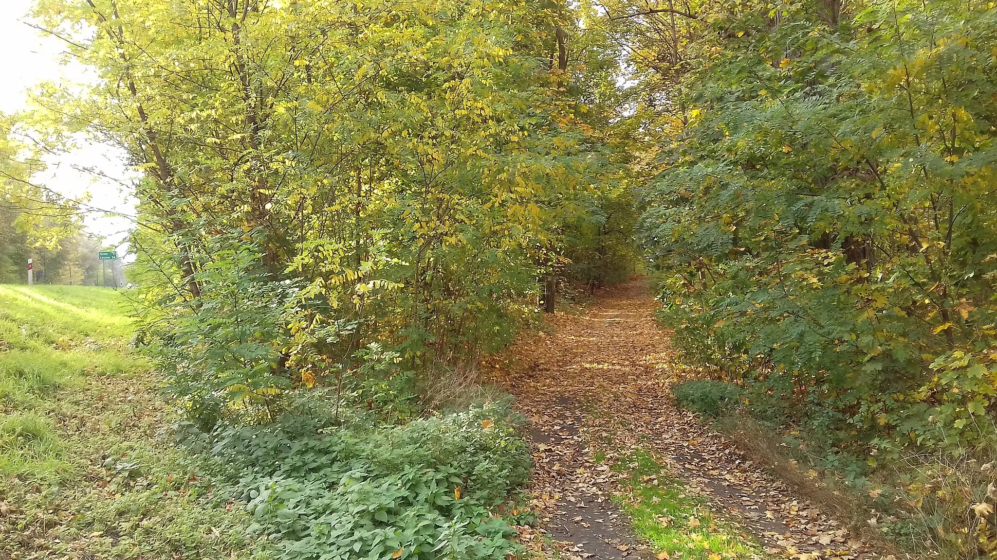 Photo showing: Wyjazd z lasu na DW nr 432 przed mostem na Głuszynce, wspólny przebieg szlaków pieszych nr 186 (czerwonego) i nr 3581 (żółtego)