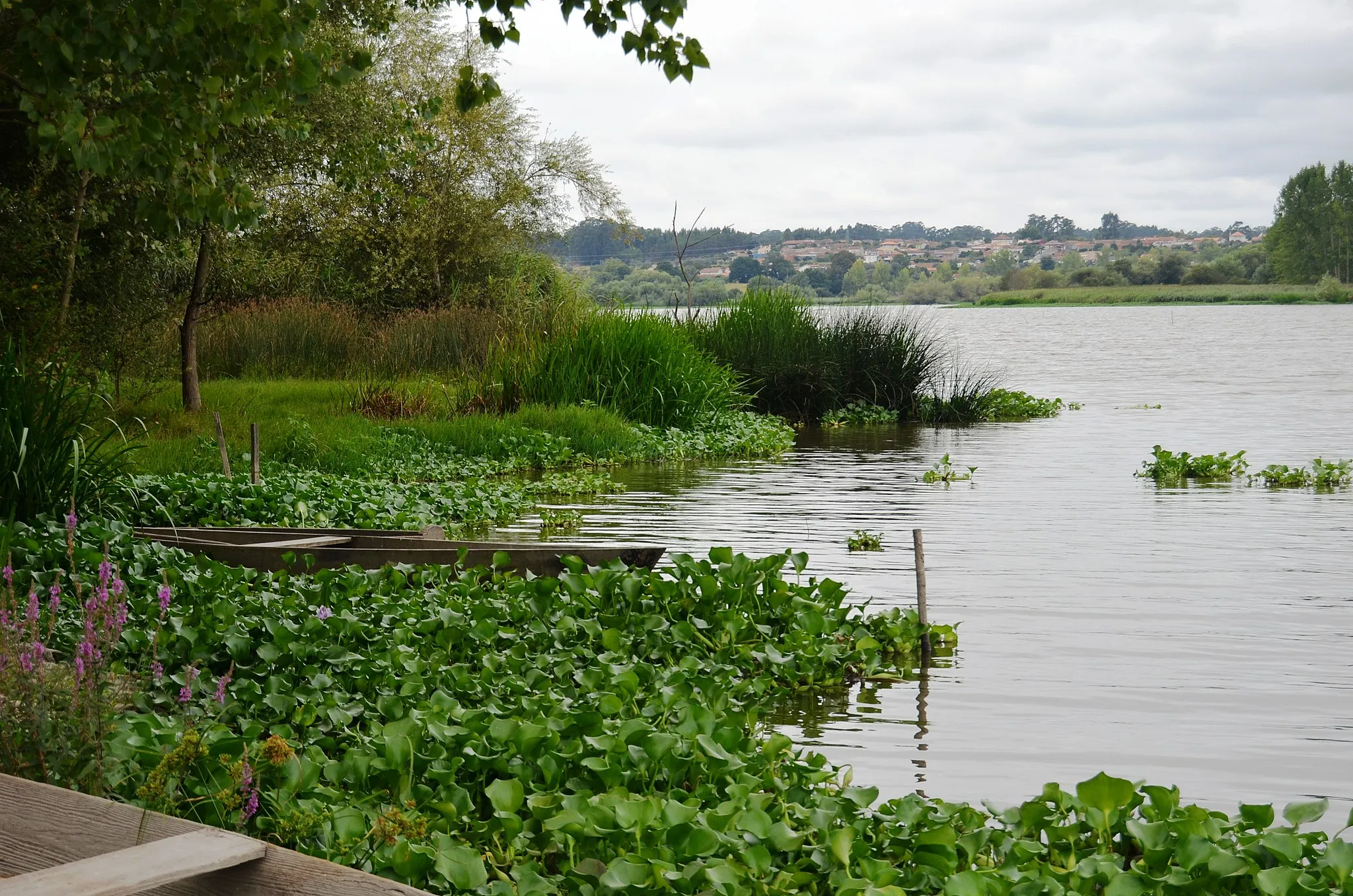 Photo showing: Waiting for the Summer rain