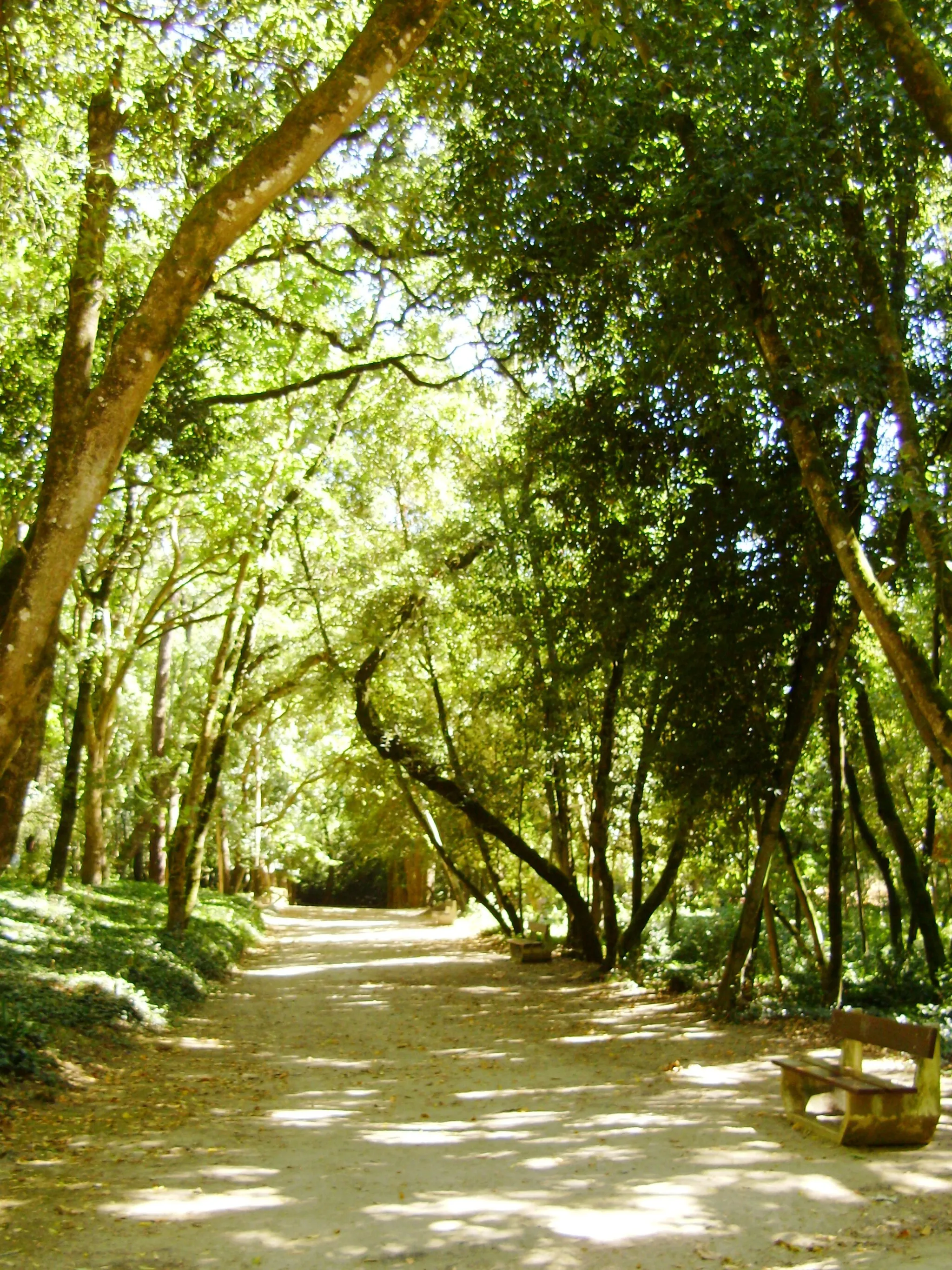 Photo showing: Mata Rainha D. Leonor, Caldas da Rainha, Distrito de Leiria, Portugal.