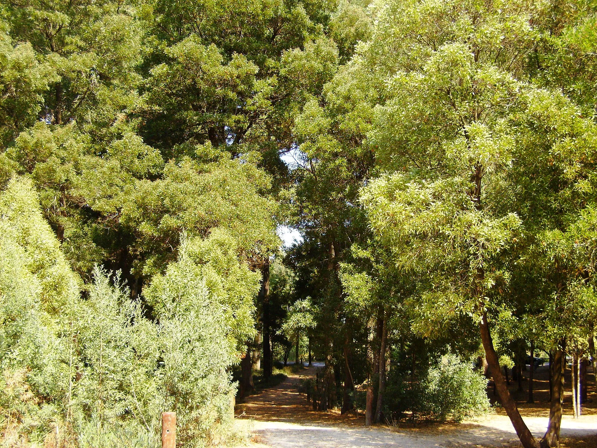 Photo showing: Parque do Buçaquinho, Mata do Buçaquinho, Cortegaça, concelho de Ovar, distrito de Aveiro, Portugal.