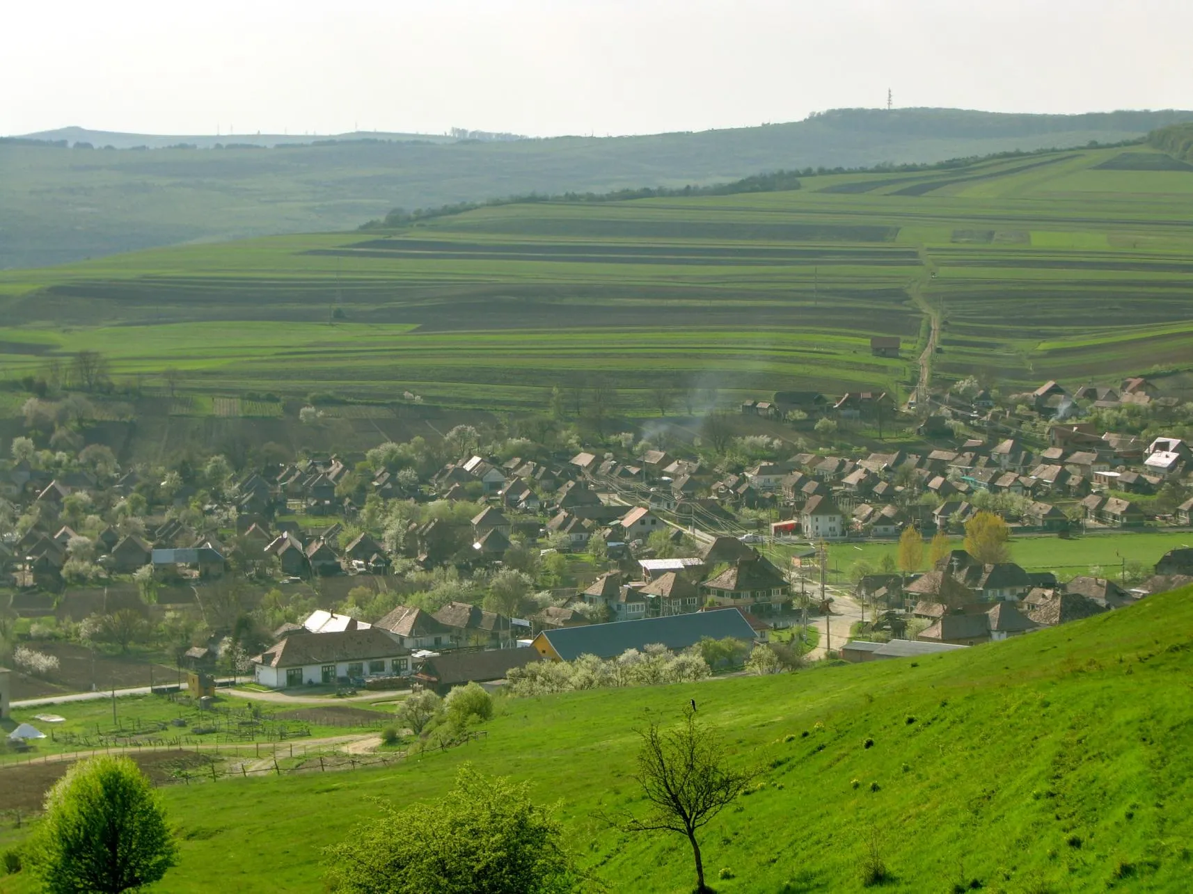 Image of Pănet