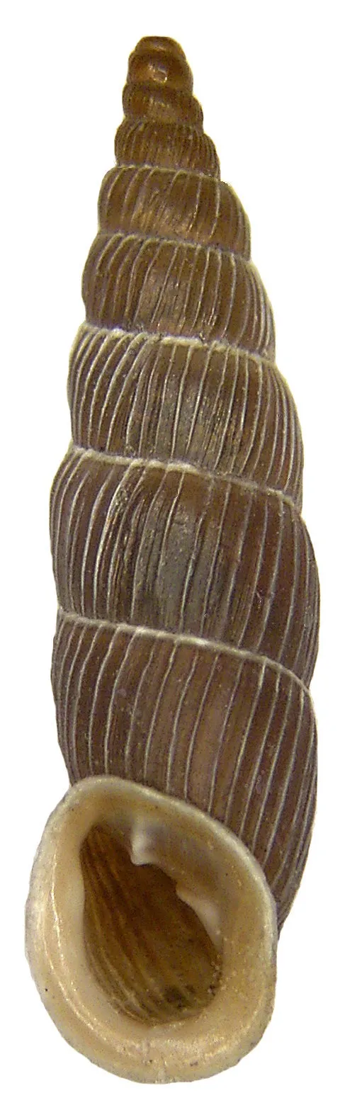 Photo showing: Familie: Clausiliidae
Groesse: 16 x 4 mm
Verbreitung: Osteuropa, Rumänien
Fundort: Rumänien, Siebenbürgen, Muntele Ceahlau, 1986

Photo: U.Schmidt, 2006