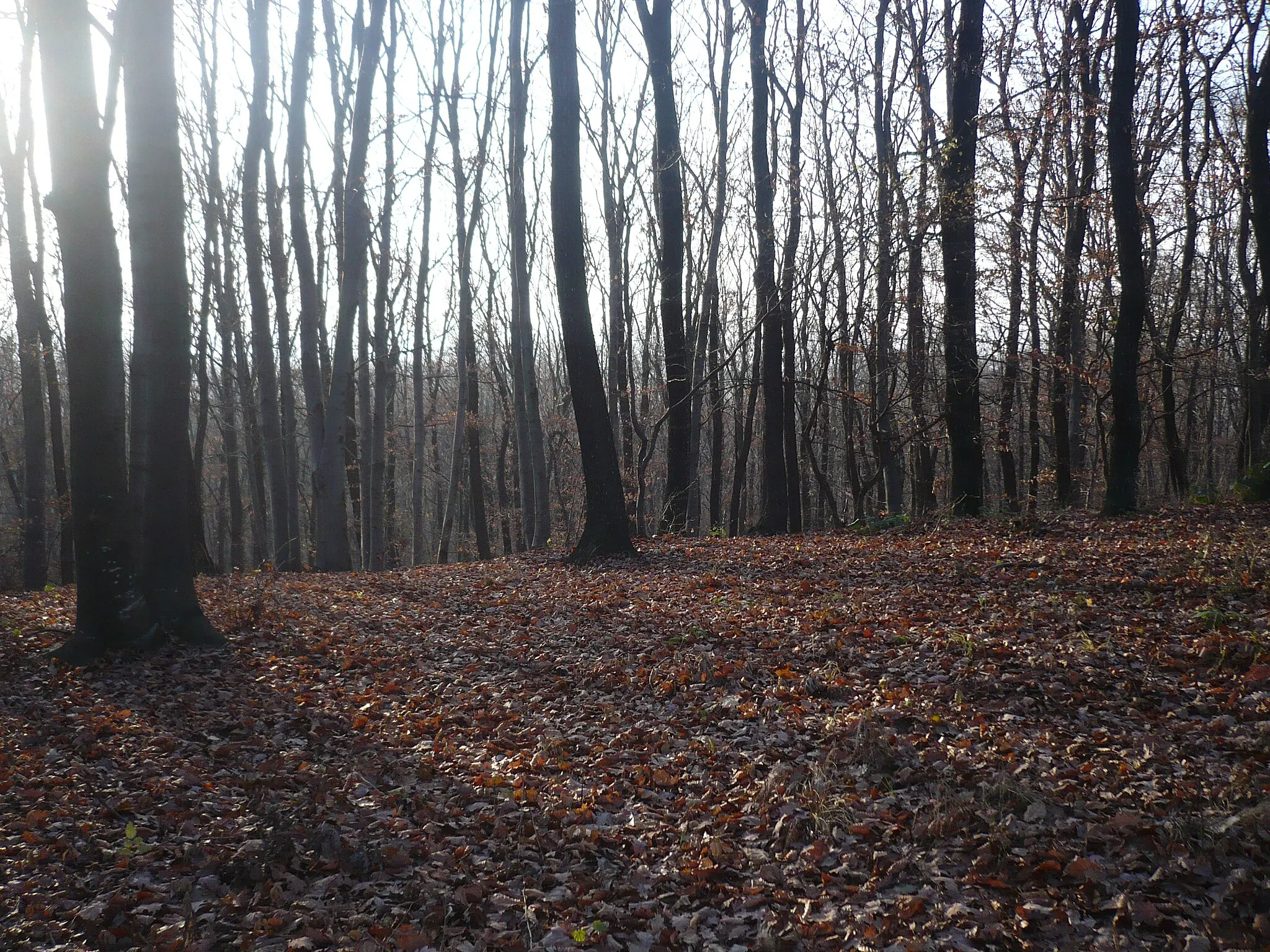 Photo showing: Prin pădurile care apără satul Sticlăria