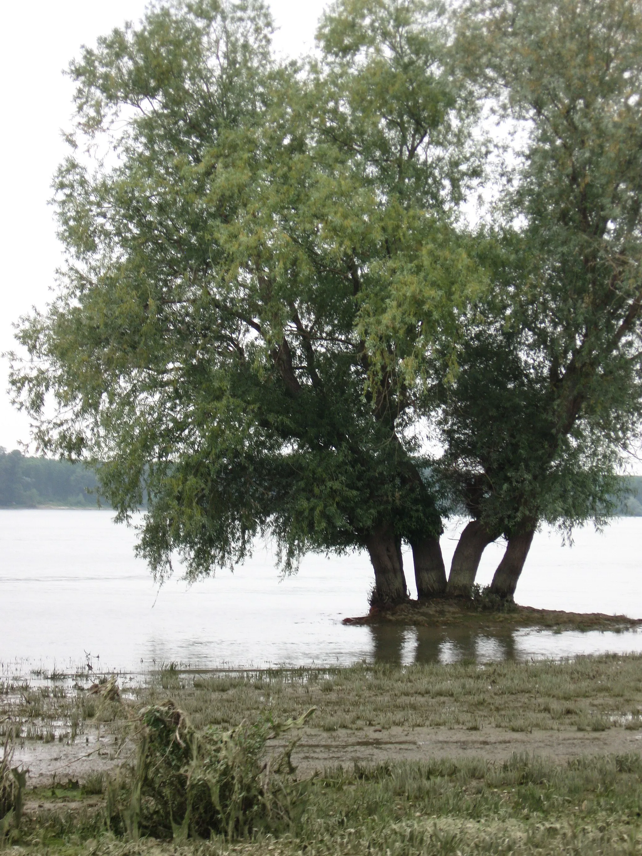 Photo showing: Marsh on the northern shore of the Danube, near Maglavit, Romania.