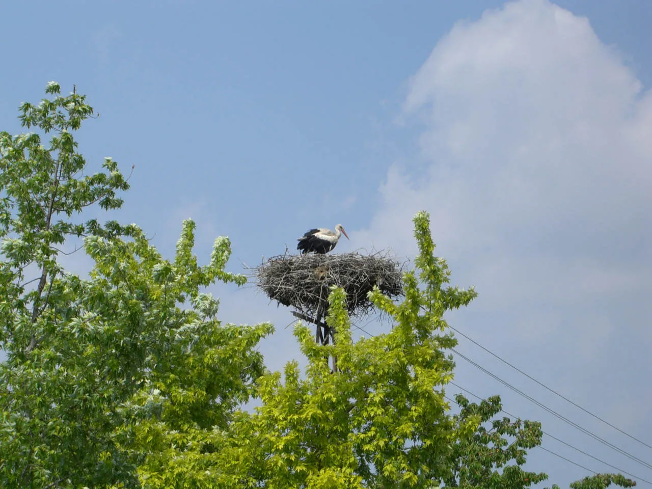 Photo showing: Storch auf einem Strommast