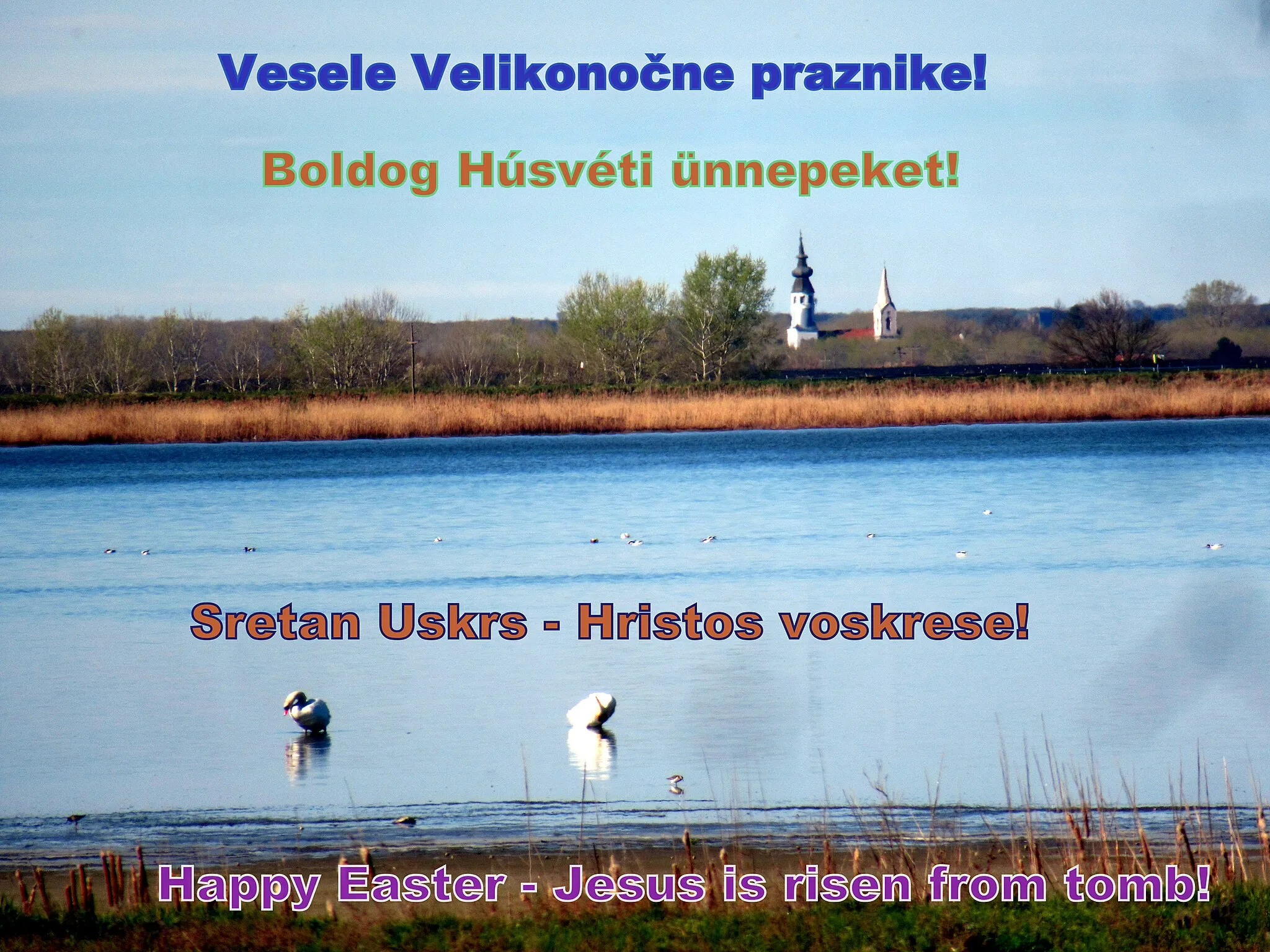 Photo showing: Belo jezero with swans, Belo Blato and multilingual Eastern greetings