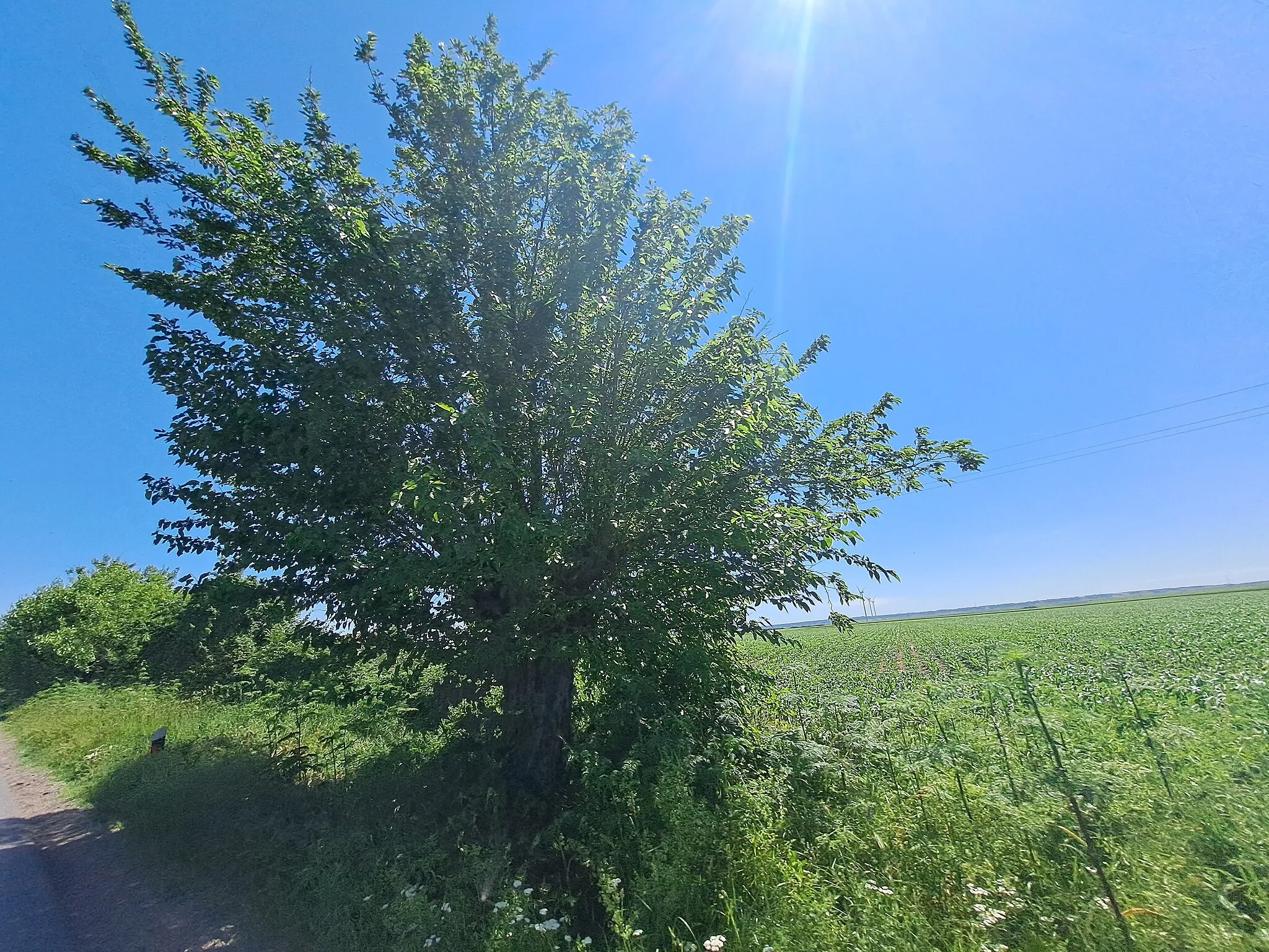 Photo showing: Ово је фотографија заштићеног природног добра у Србији под шифром: СП133 This is a a photo of a natural area in Serbia with ID: СП133