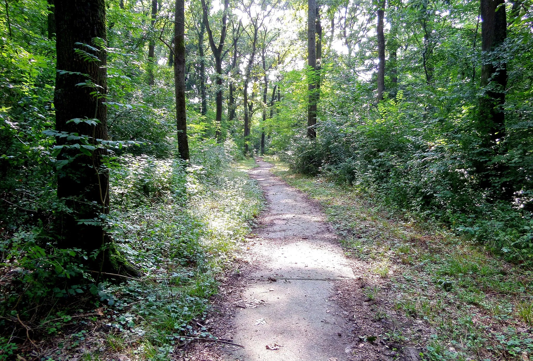 Photo showing: Natural monument Suma Junakovic , Apatin , Serbien , APW