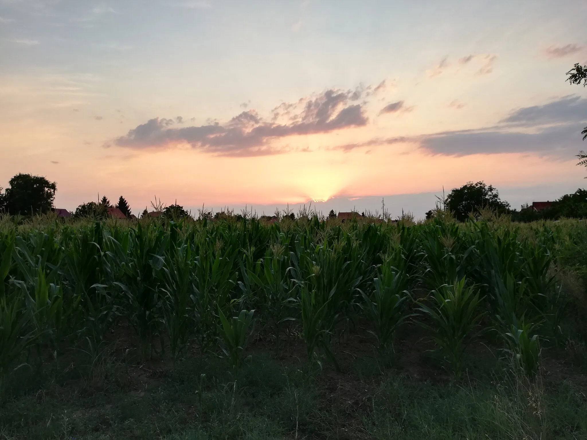 Photo showing: Polje kukuruza u Zvečkoj