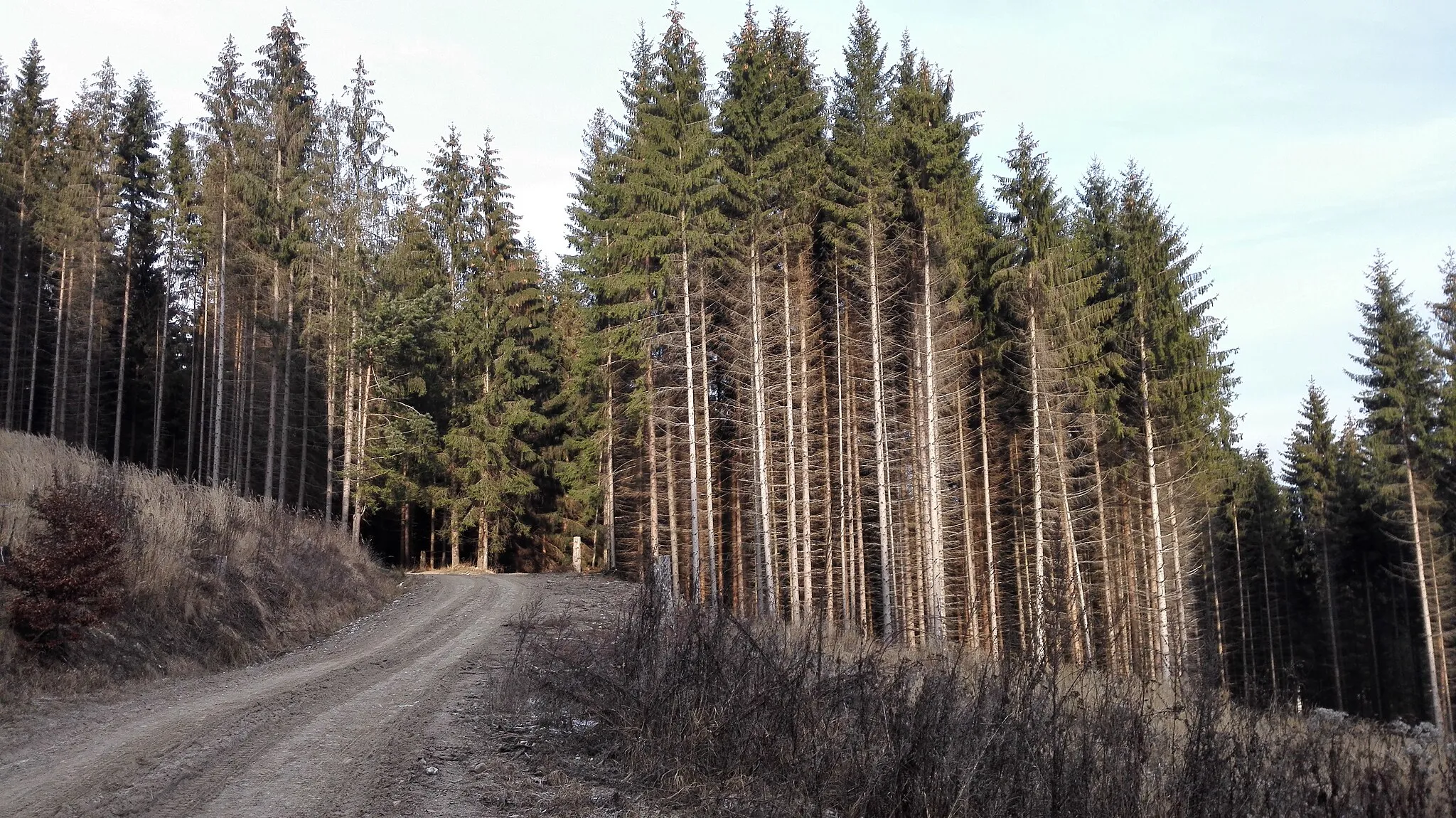 Photo showing: Les na poľnej ceste V Zákysučí, Krásno nad Kysucou.