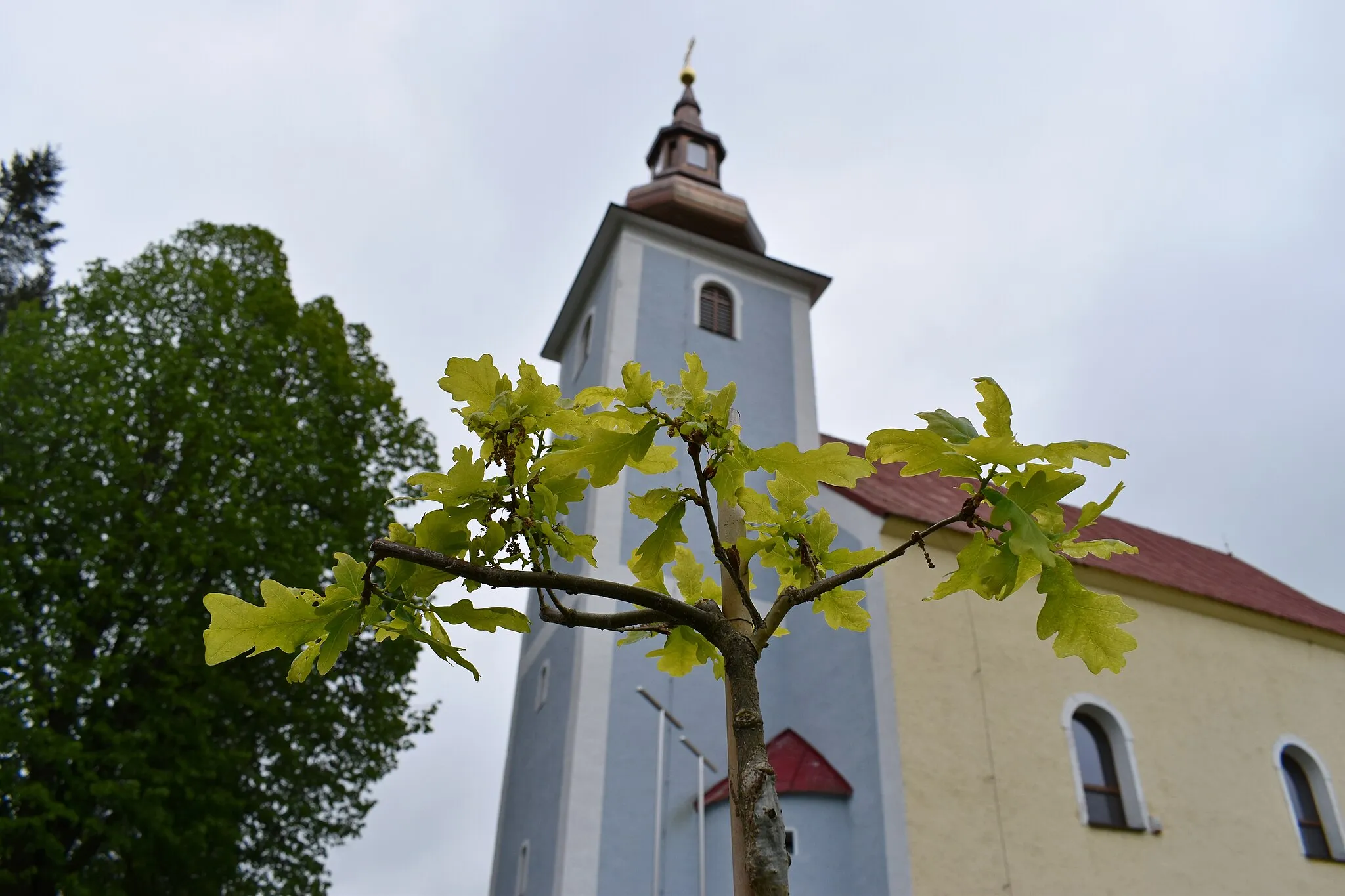 Photo showing: COVID-19 Tree of Peace in Vysoká nad Kysucou village (Slovakia). The Roman Catholic Church of St. Matthew in the background
