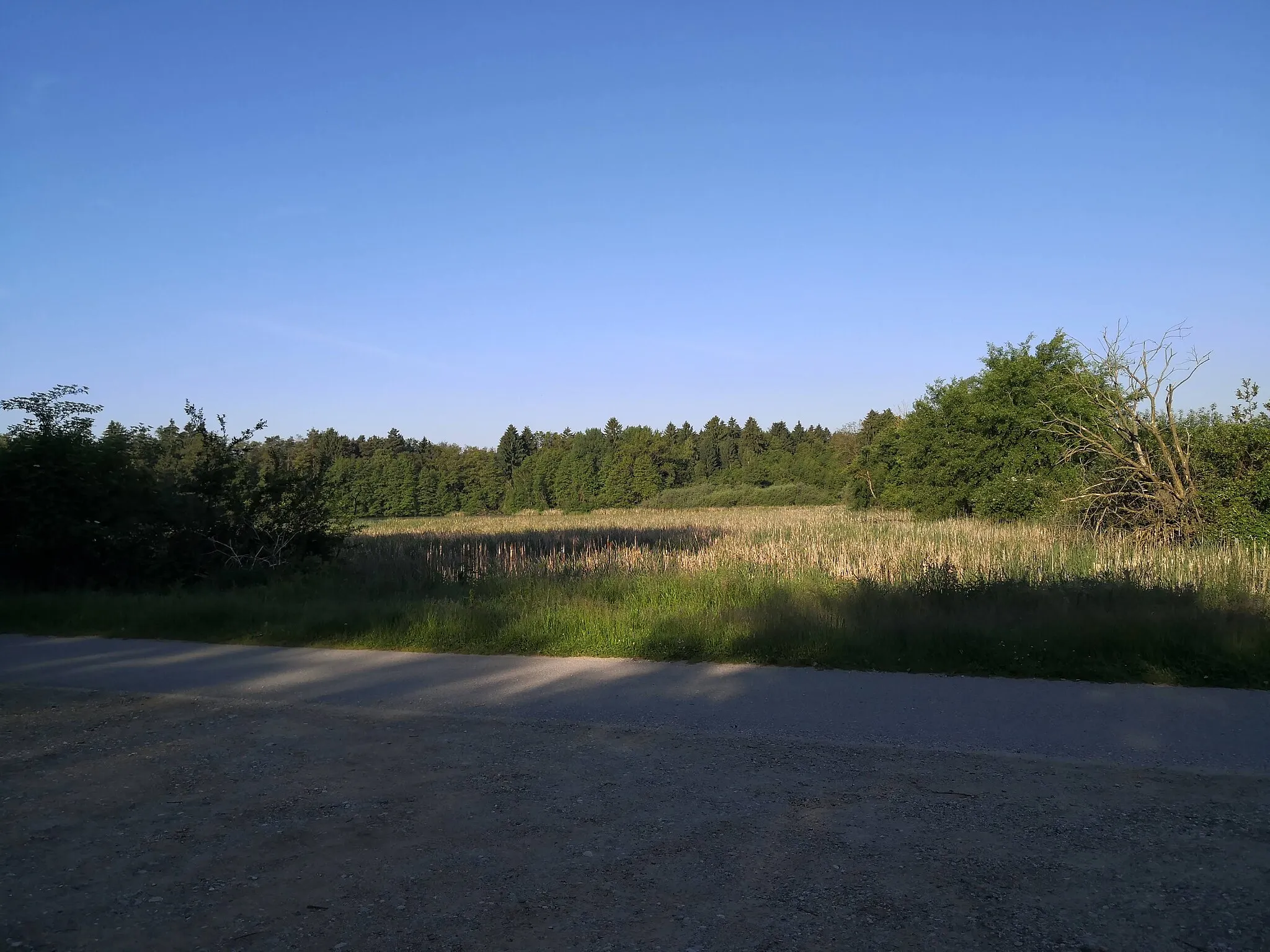 Photo showing: Fotografija drugega ribnika v parku Rače, kjer se čez poletje marsikaj dogaja. Predvsem račaki so pogumno glasni.