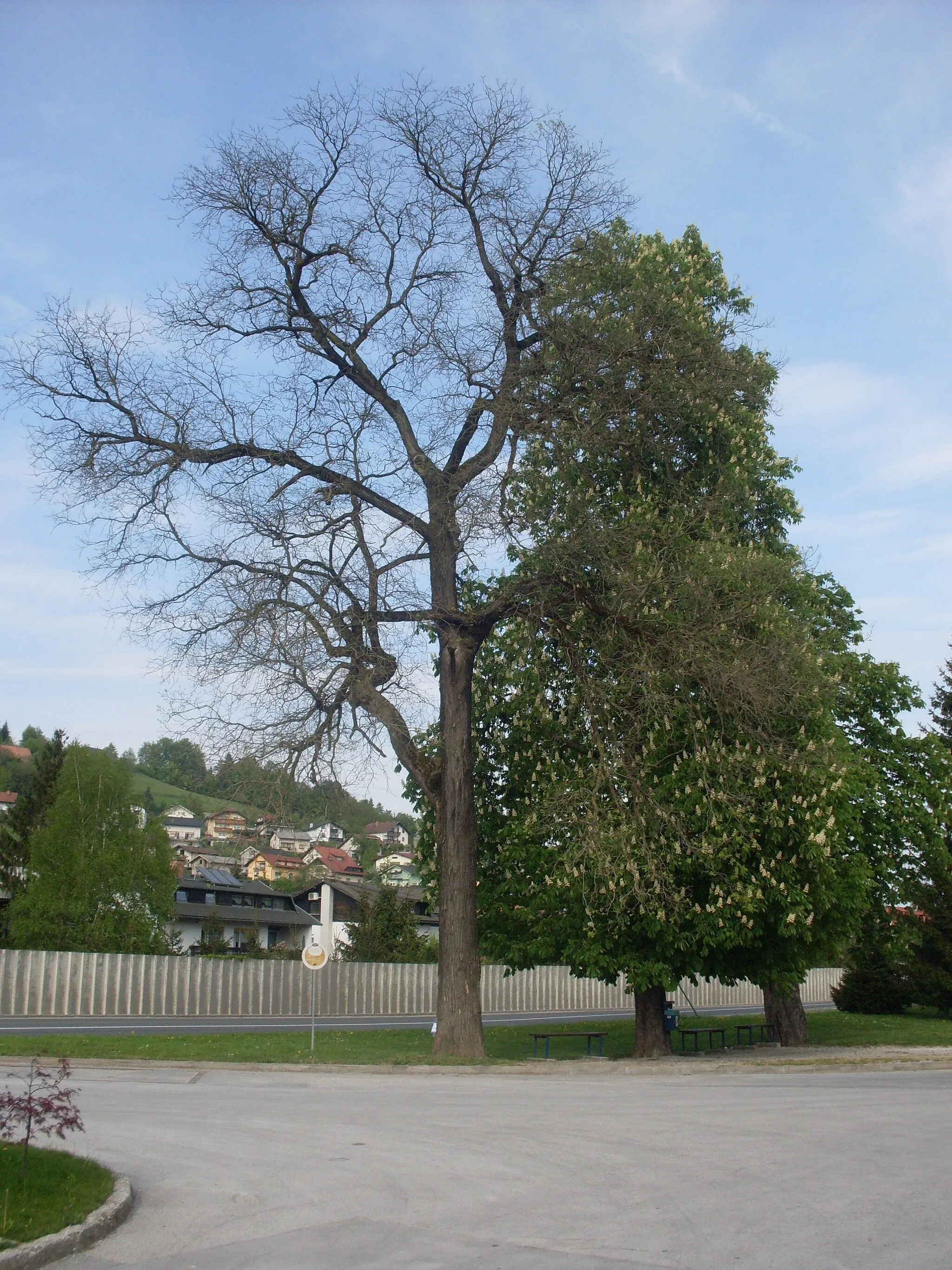 Photo showing: Pagoda tree (Styphnolobium japonicum or Sophora japonica) at the Šentjur train station (unlike the neighbouring trees its leaves still haven't popped up in late April).
The tree is a gift of the Vienna court and was planted at the station on 2 June 1846 when the Südbahn section between Graz and Celje was opened. More info (in Slovenian only).