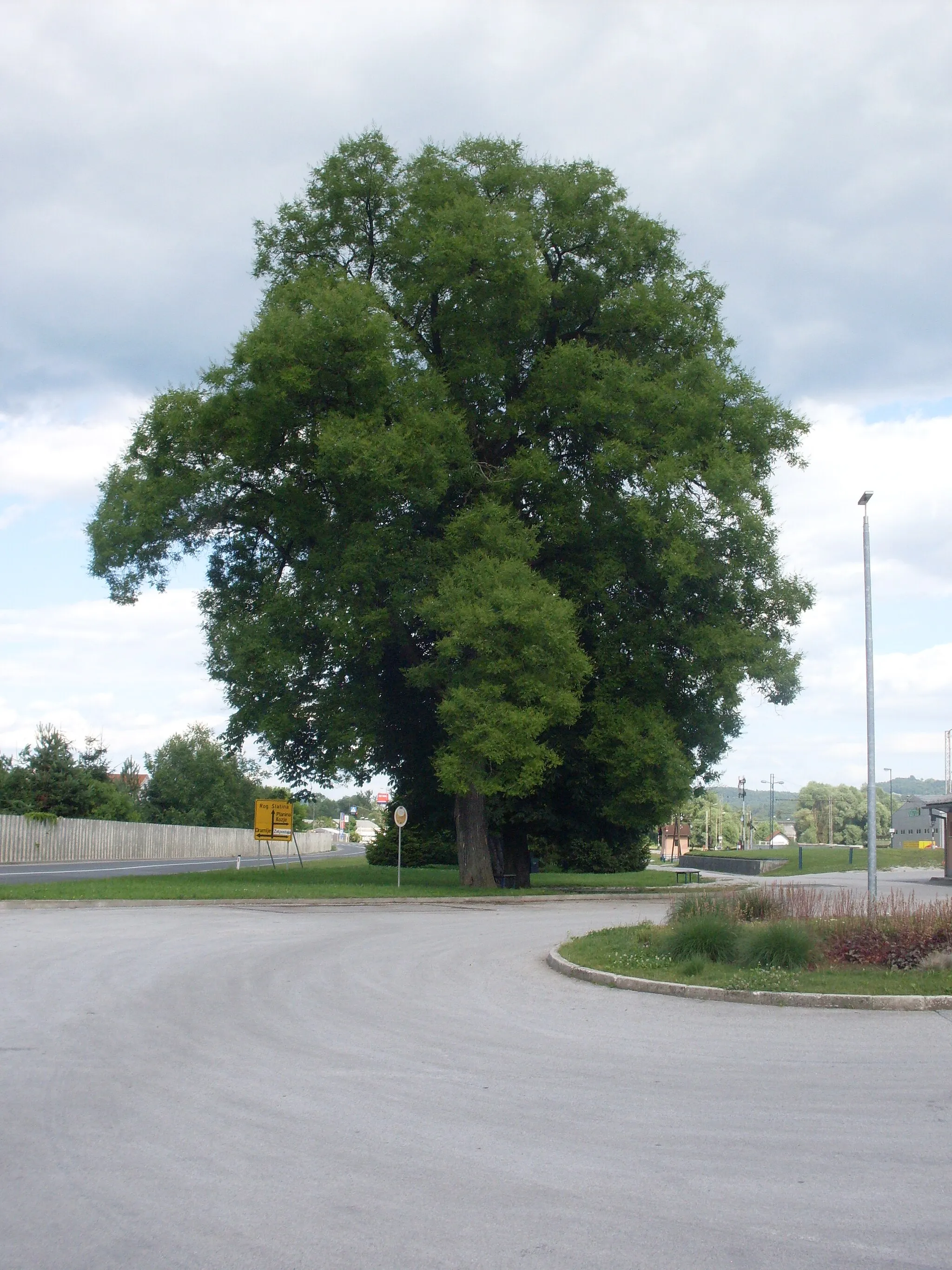 Photo showing: Pagoda tree (Styphnolobium japonicum or Sophora japonica) at the Šentjur train station.
The tree is a gift of the Vienna court and was planted at the station on 2 June 1846 when the Südbahn section between Graz and Celje was opened. More info (in Slovenian only).