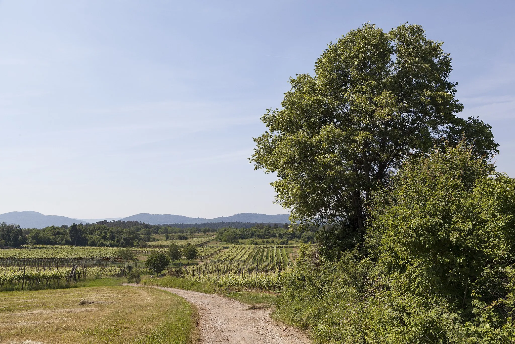 Afbeelding van Zahodna Slovenija