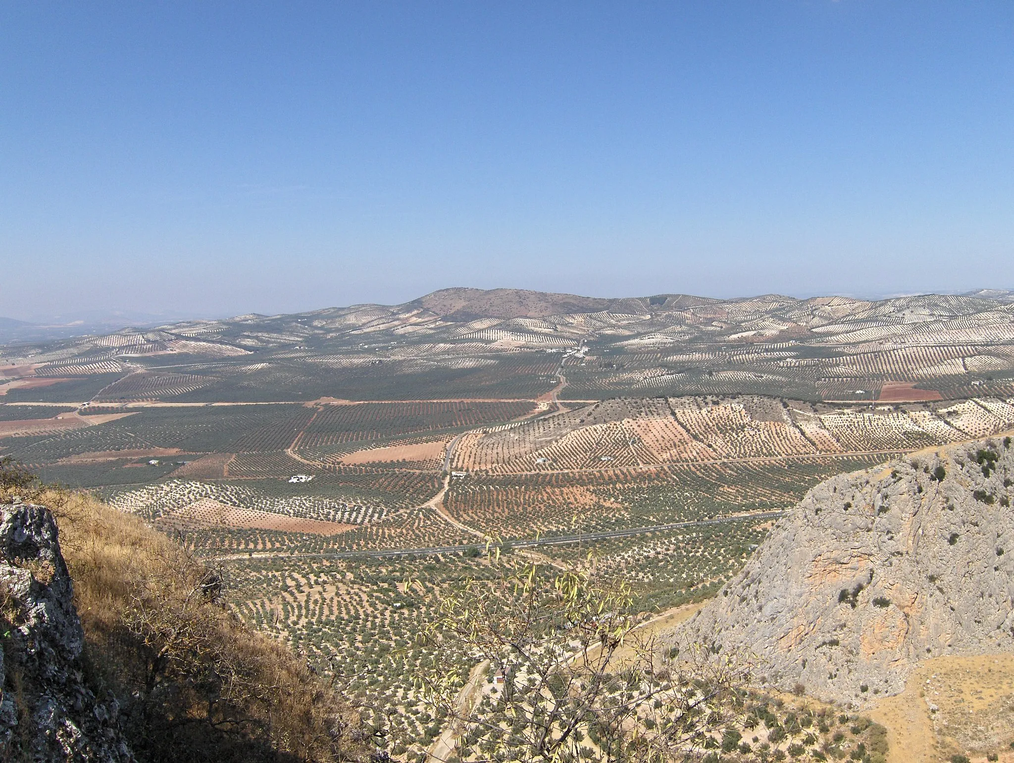 Photo showing: Olive groves in Archidona, Málaga, Spain.