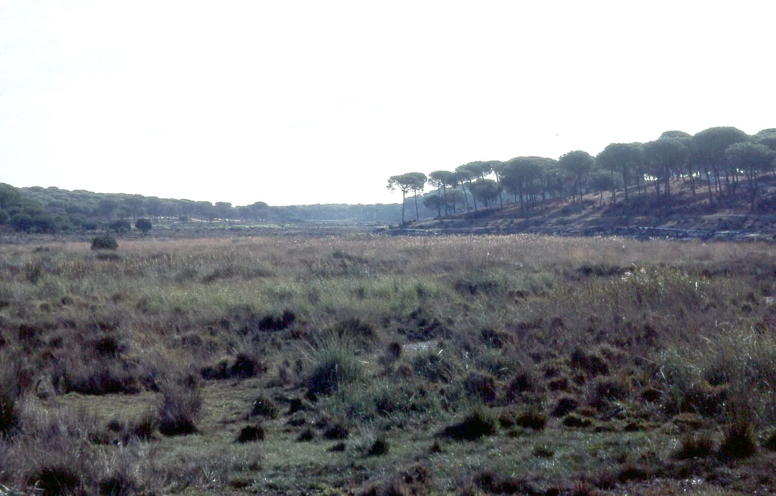 Photo showing: Vista de la Turbera de las Madres, cerca de Mazagón (Huelva, España) tomada en 1981, mirando al Este