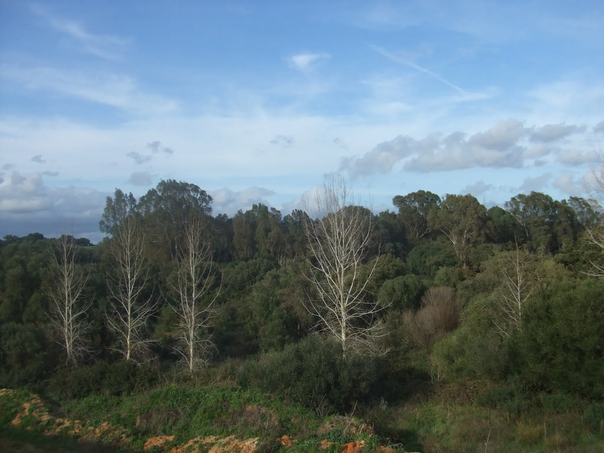 Photo showing: Vista del Pinar del Rey desde la A-405.