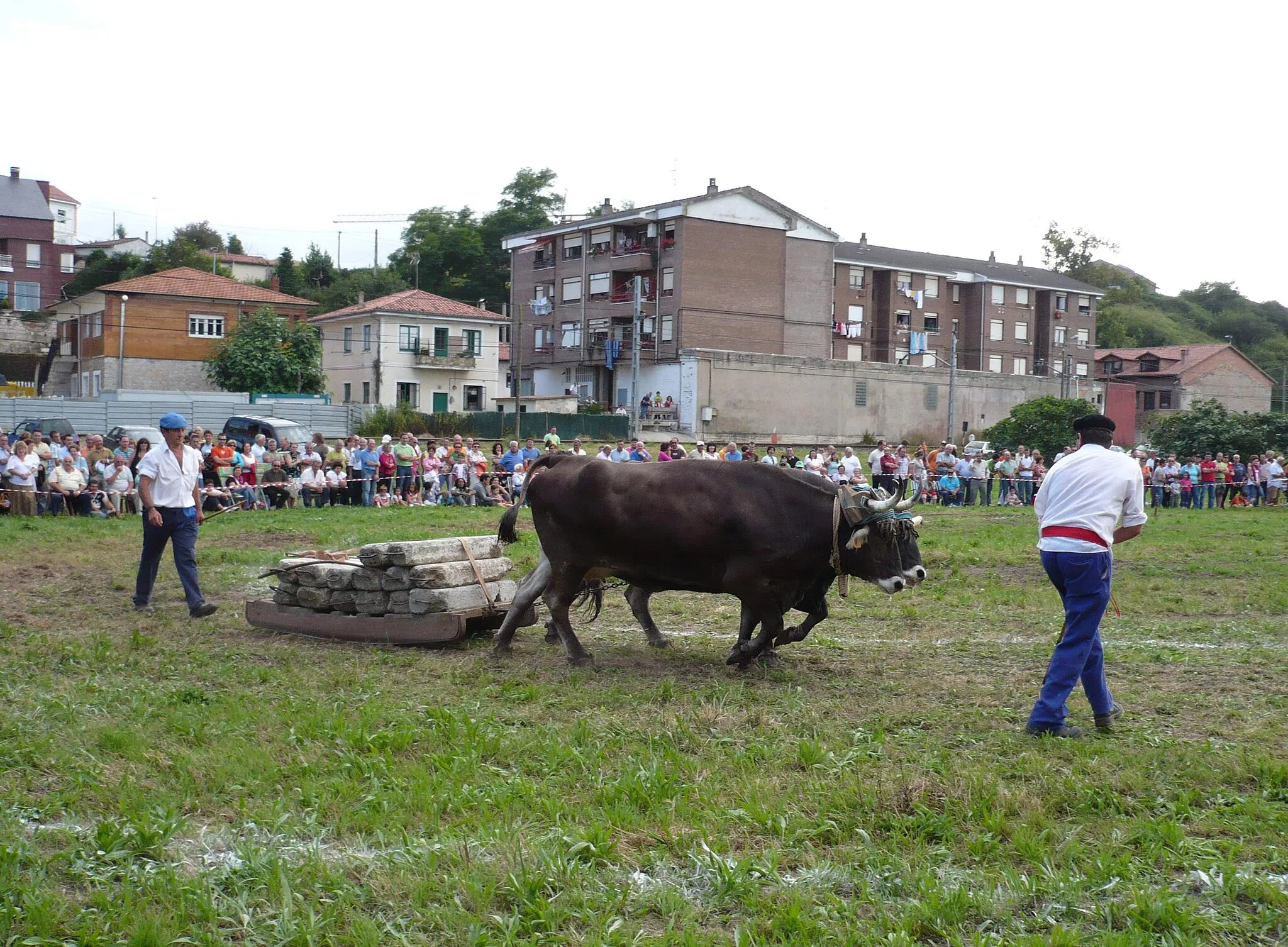 Photo showing: Tudanca cows in a dragging competition on 28 July, Day of Cantabria, in Puente San Miguel, Cantabria, Spain.