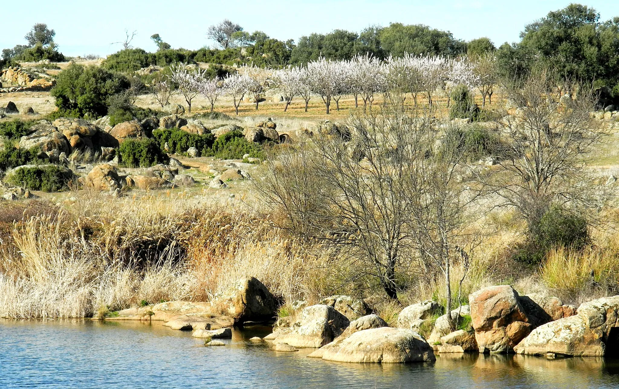 Photo showing: Flowering almond trees, beside the Pusa River. Los Navalucillos, Toledo, Castile-La Mancha, Spain