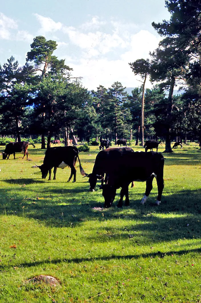 Photo showing: Cows in a meadow, inside a pine forest. Covaleda (Soria, Castile and León, Spain)