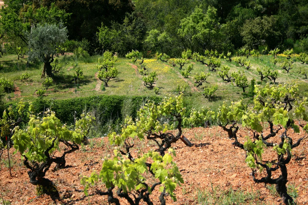 Photo showing: Montornès del Vallès