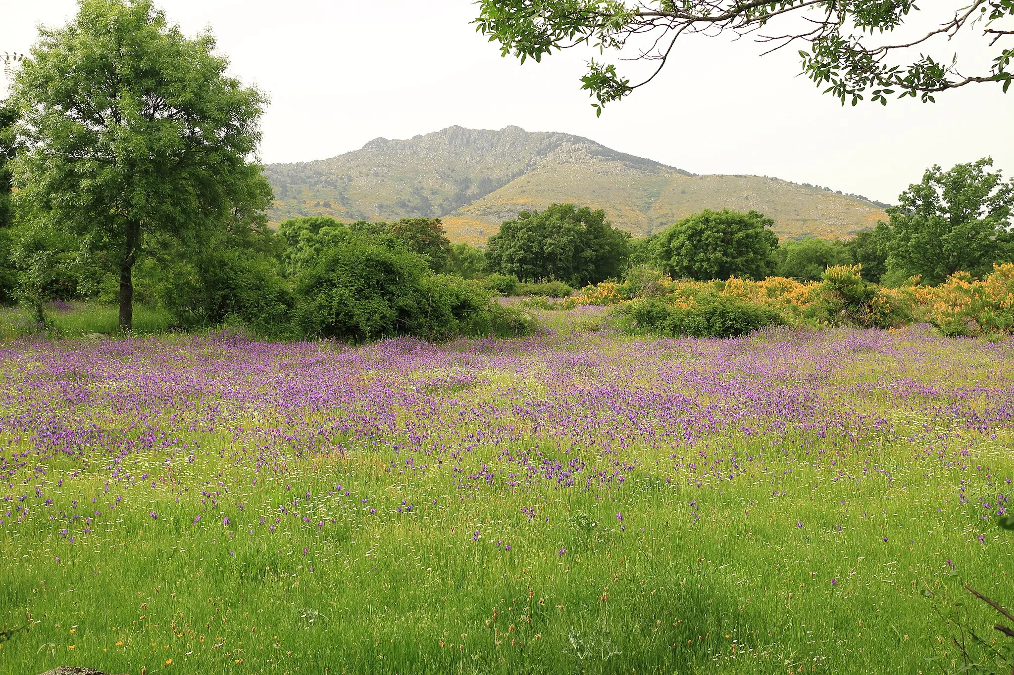 Photo showing: Landscape of the fields around Los Molinos, Madrid (Spain)