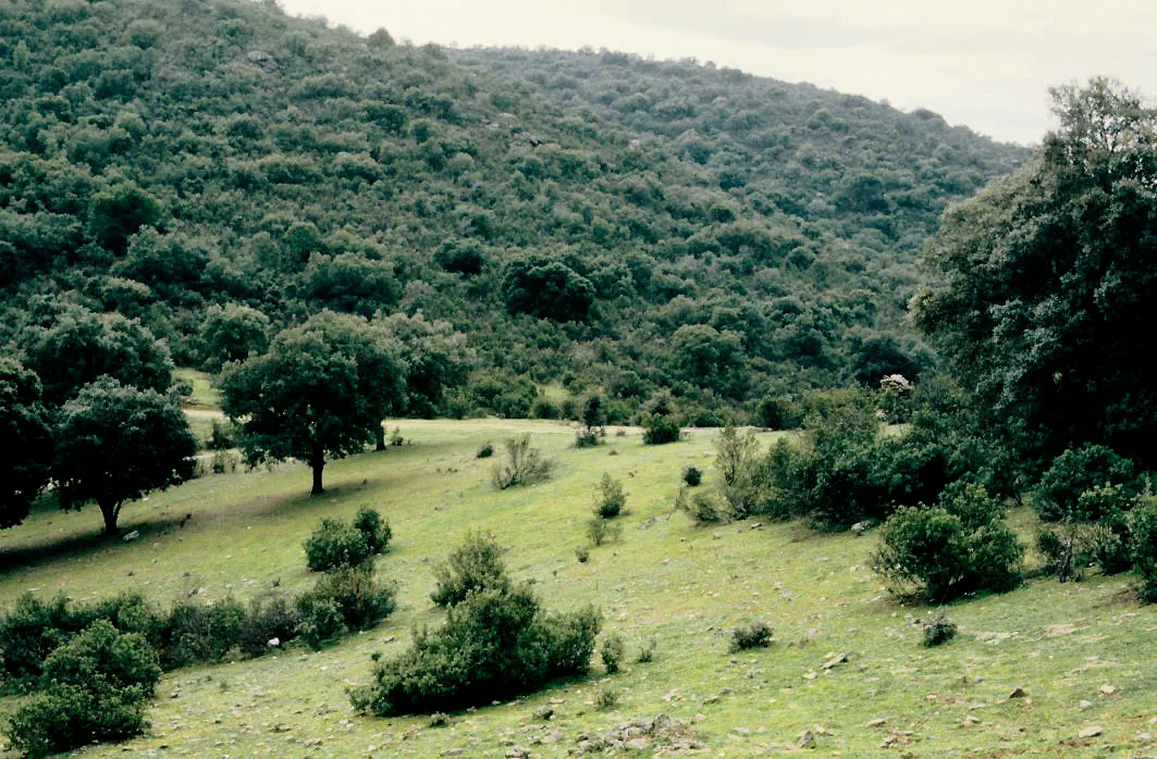 Photo showing: Holm oak forest in the border of San Martín de Valdeiglesias and Villa del Prado Municipalities at Sierra de Tozara, Madrid, Spain
