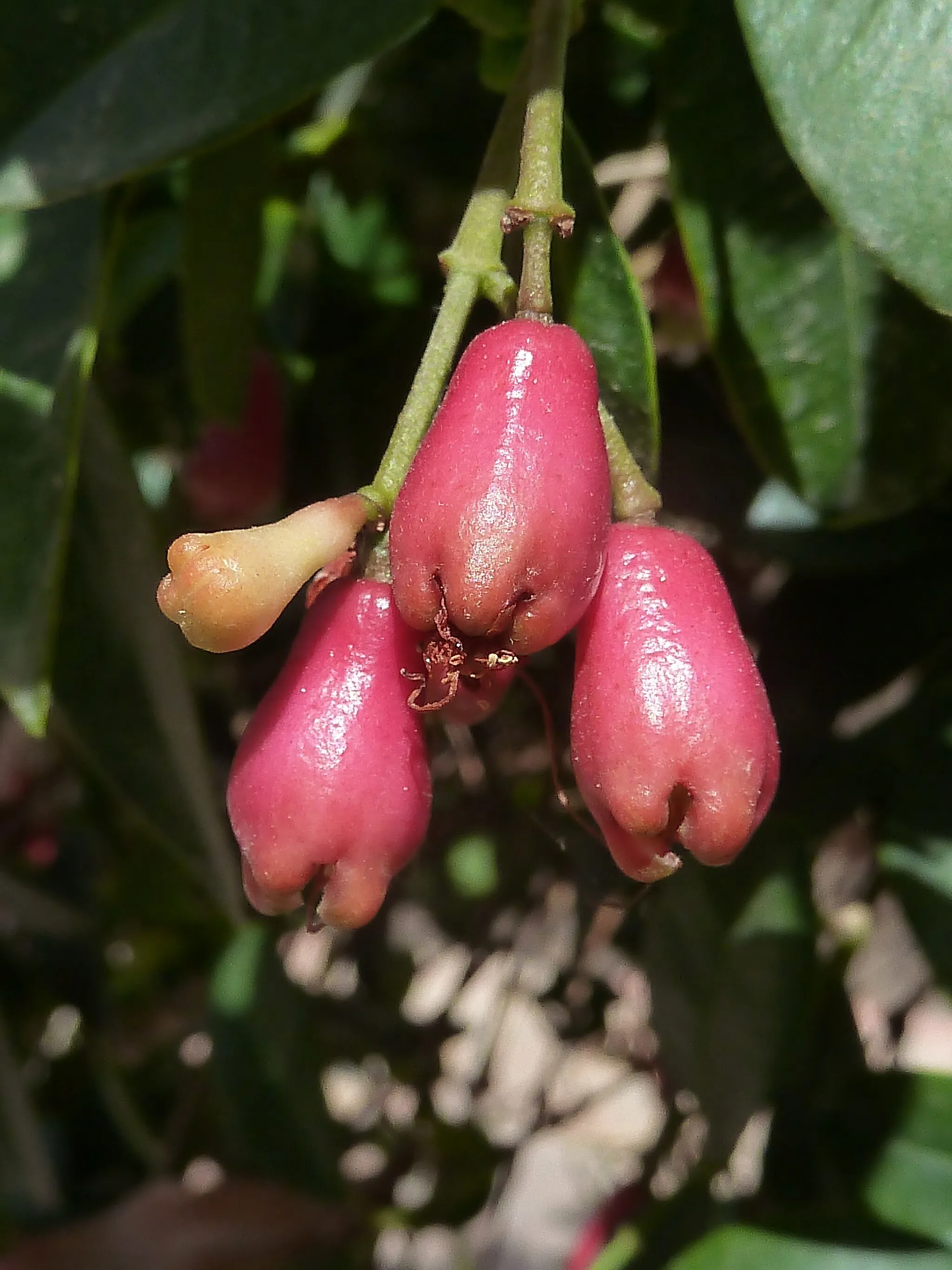 Photo showing: Syzygium australe - Frutos in situ - Cultivado/ornamental, Pza de España con Ramón y Cajal, Albatera, Provincia de Alicante (España).