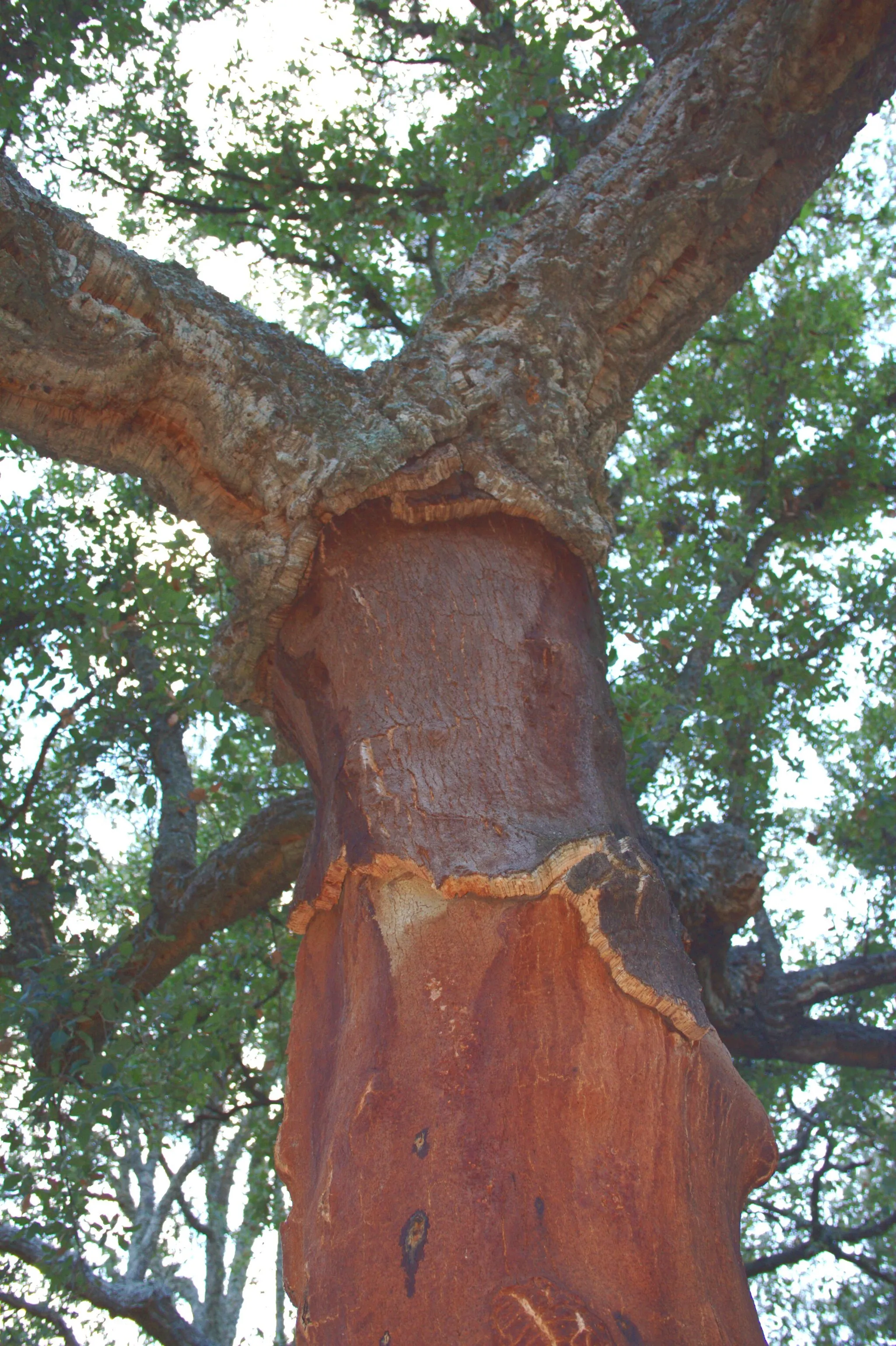 Photo showing: Alcornoque. Quercus suber. Cork oak.