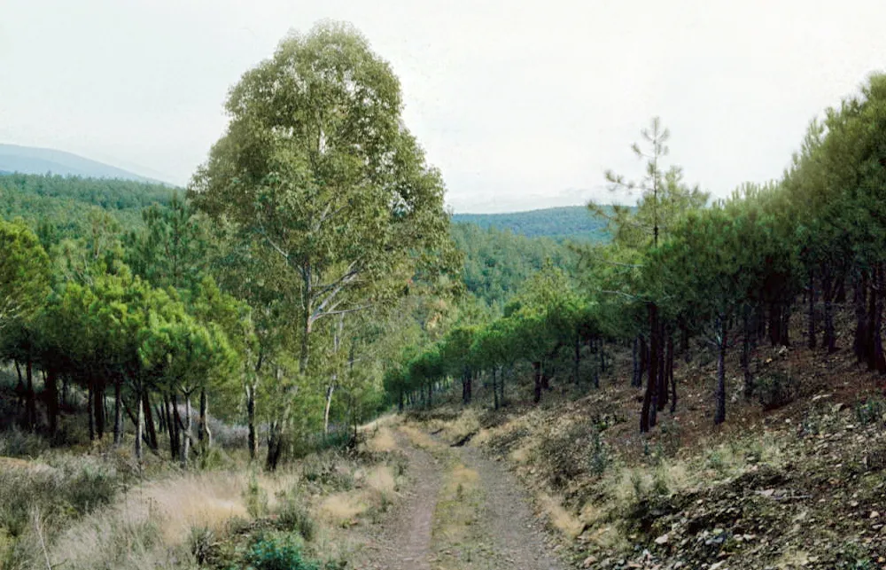 Photo showing: Country road among the pine reforestation; on the thalweg, an eucalyptus. Zarza de Granadilla, Cáceres, Extremadura, Spain