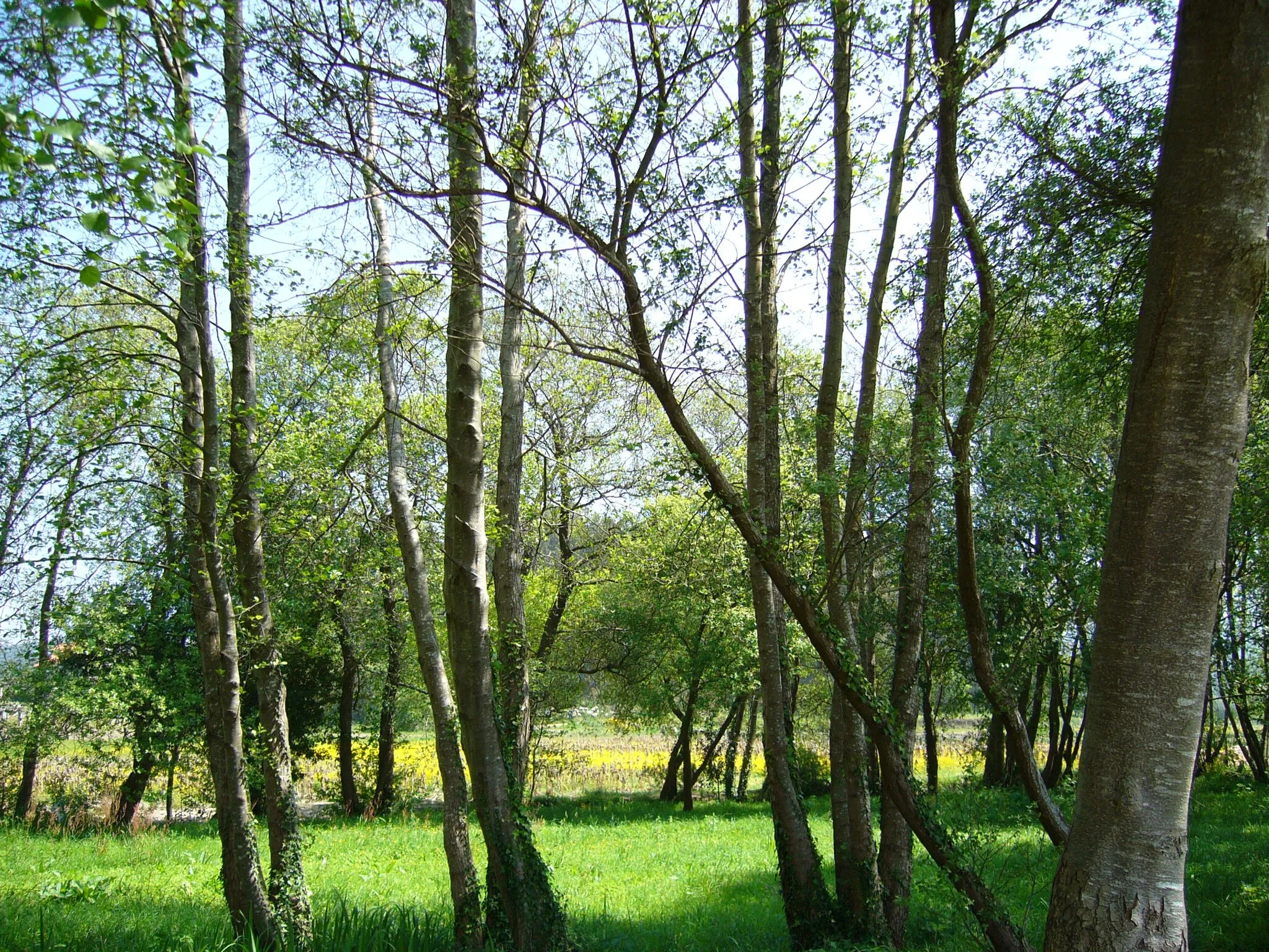 Photo showing: Rincon en el paseo de la ruta de los molinos