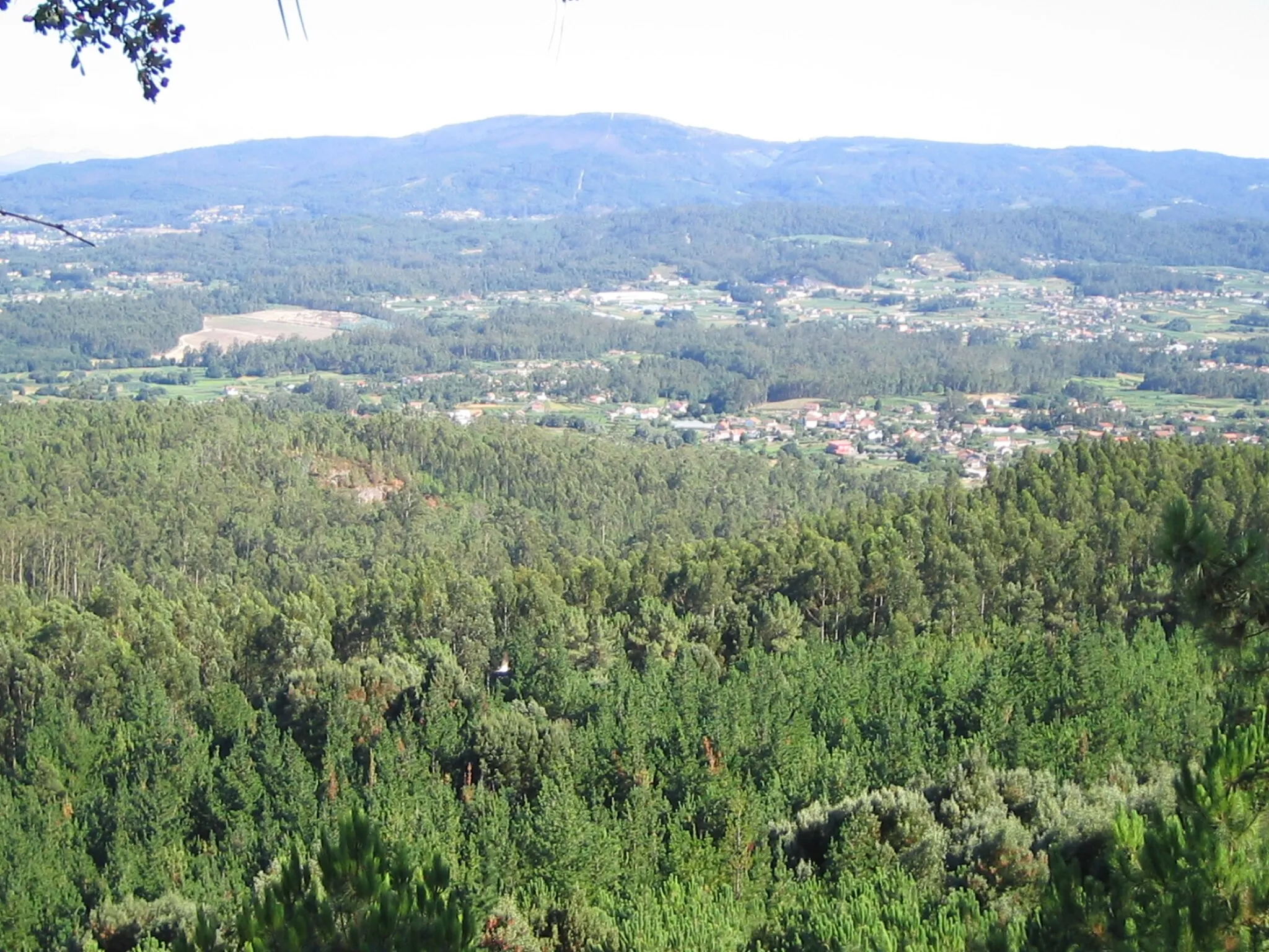 Photo showing: Forest in Villagarcía de Arousa, Spain