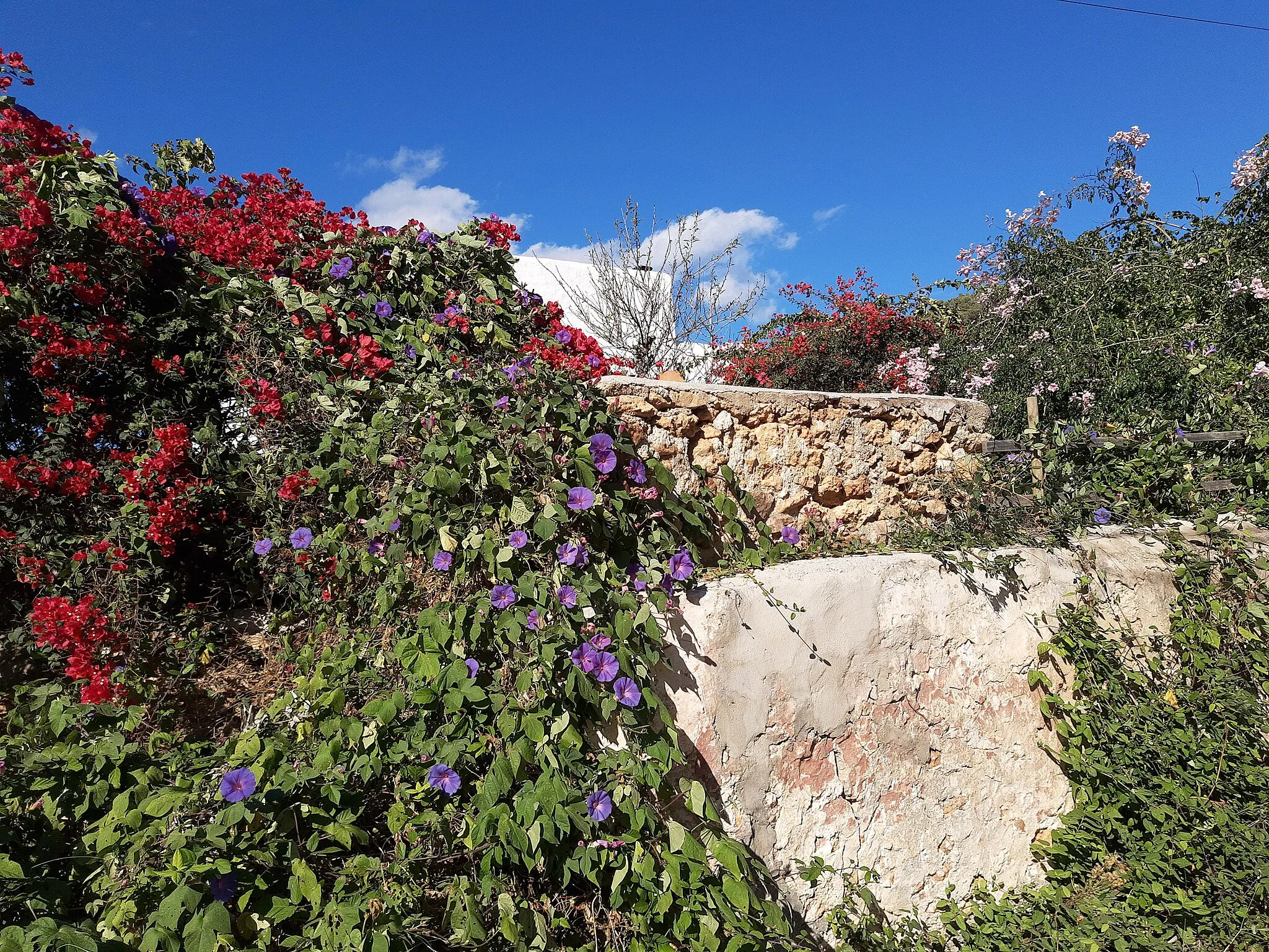 Photo showing: Flowers on wall, Sant Carles de Peralta, Ibiza