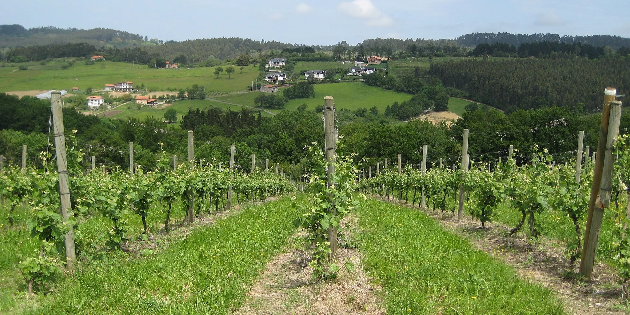 Photo showing: Farms and houses of Arondo, and vineyard in Mota, near BI-2731 road, Goierri, Erandio, Biscay, Spain