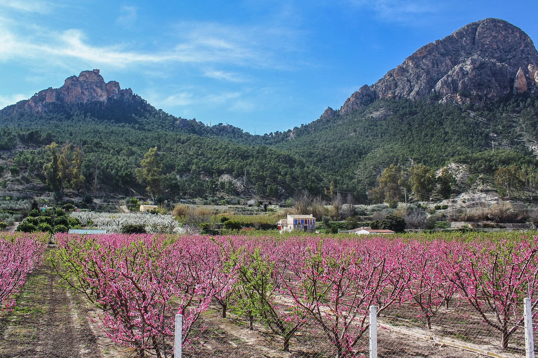 Photo showing: Frutales en flor en la huerta de Cieza (Región de Murcia, España)