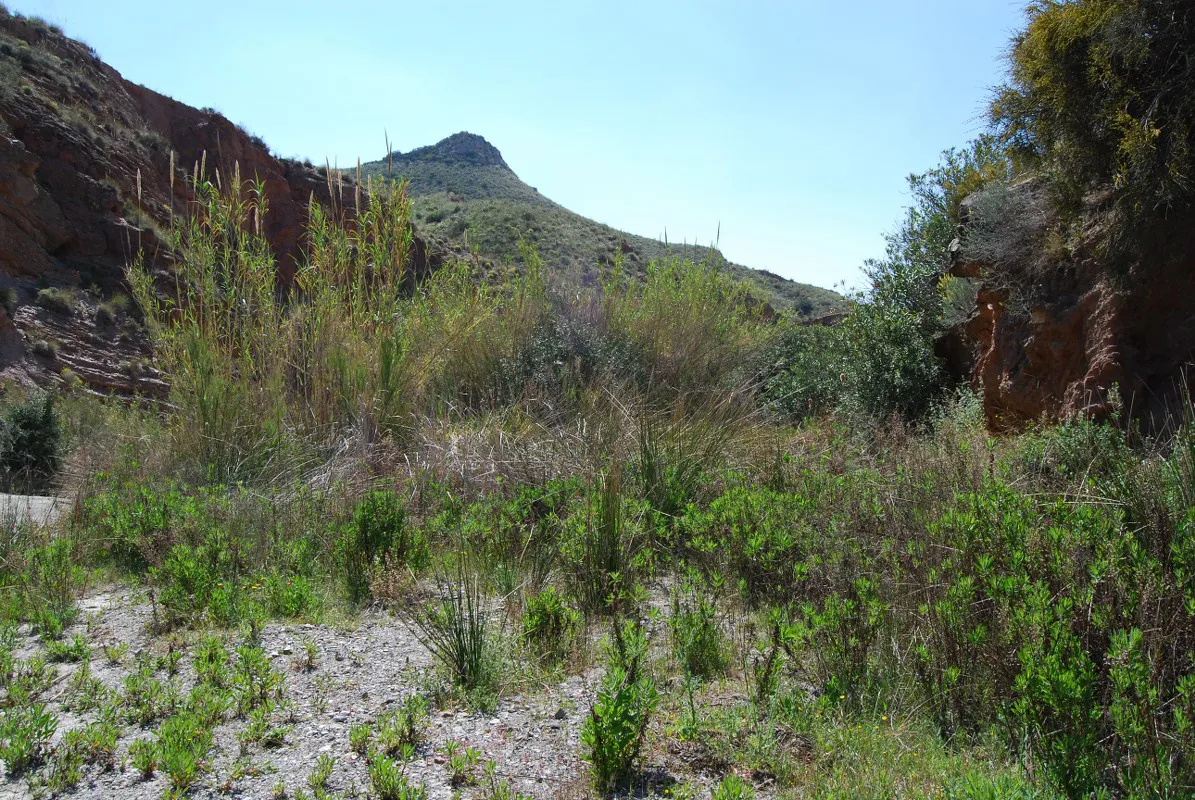 Photo showing: Bosque de galería en el interior de la Rambla de Vilerda