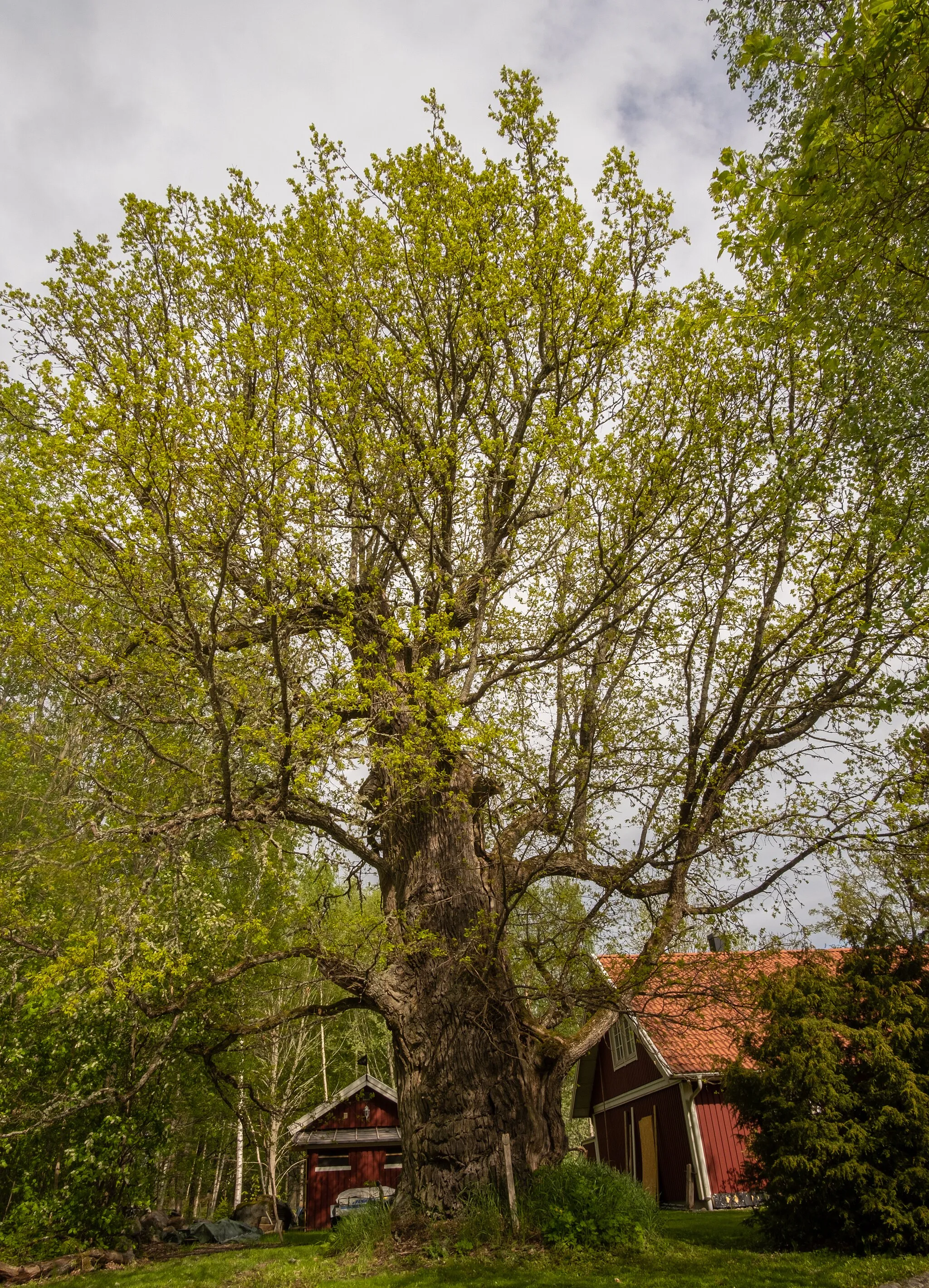 Photo showing: Den gamla eken i Bälinge