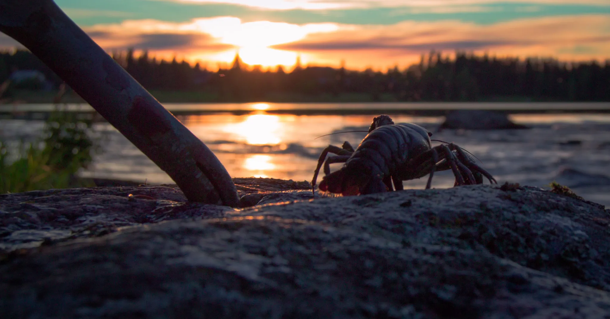 Photo showing: 500px provided description: Crayfish [#autumn ,#lake ,#sea ,#sunset ,#water ,#river ,#sun ,#rock ,#animal ,#fish ,#fishing ,#stone ,#wildlife ,#crayfish]