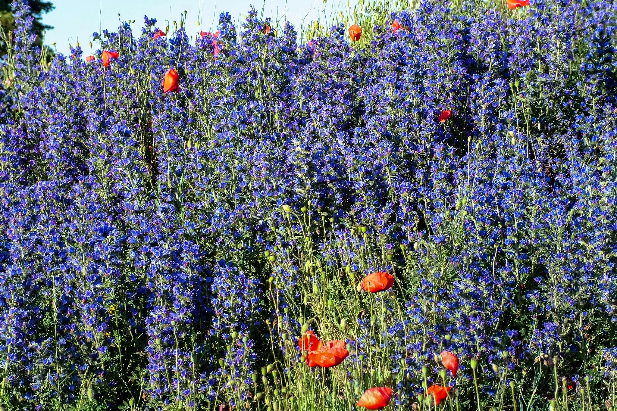 Photo showing: Blueweed and red poppies on a hill in Vibble, Gotland, Sweden.