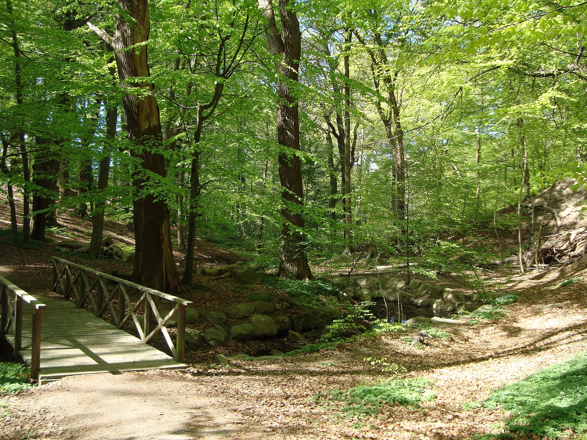 Photo showing: Vår i Pålsjö skog i Helsingborg.