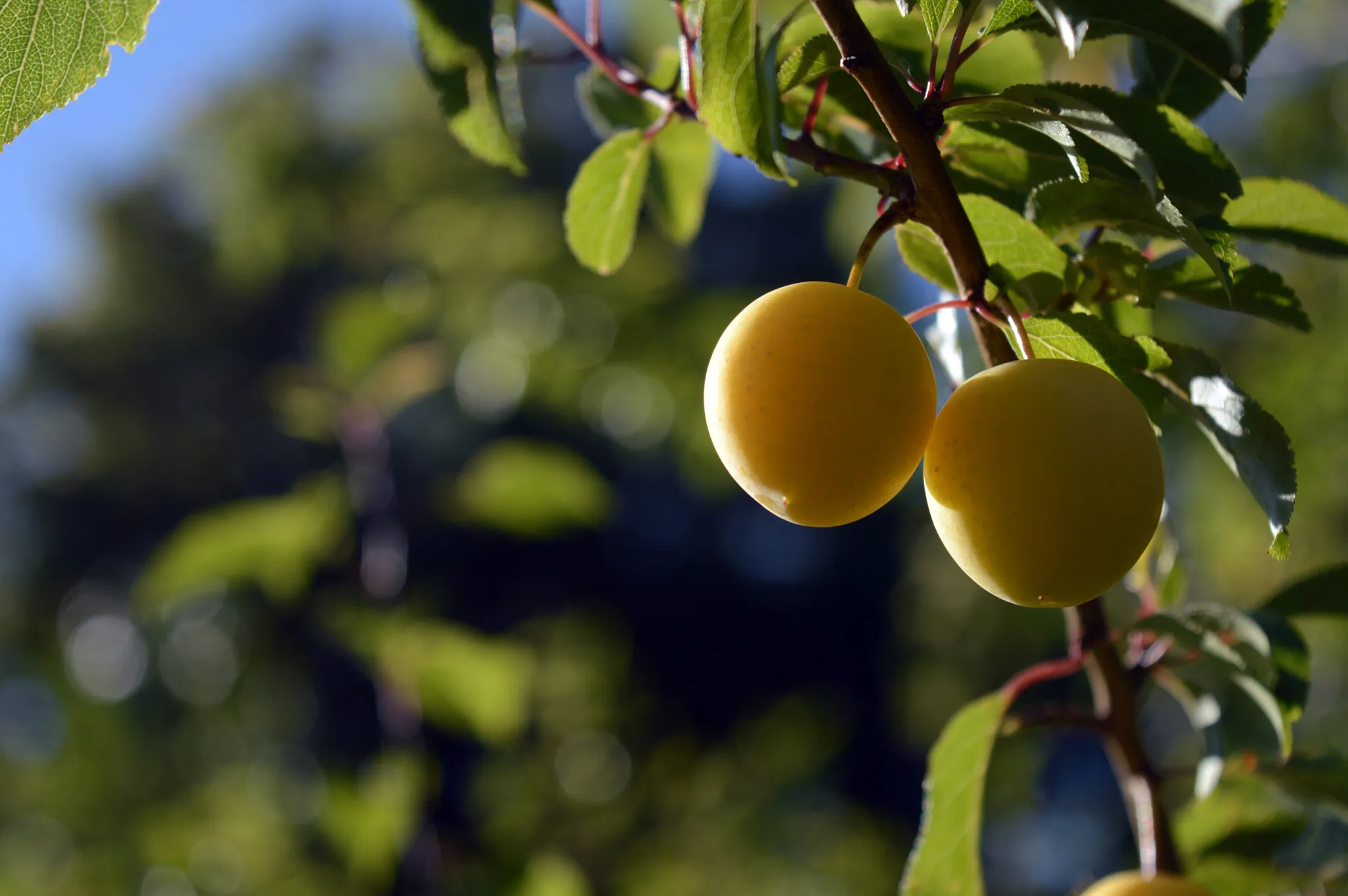 Photo showing: 500px provided description: Yellow Plums [#yellow ,#fresh ,#green ,#fruit ,#plums]